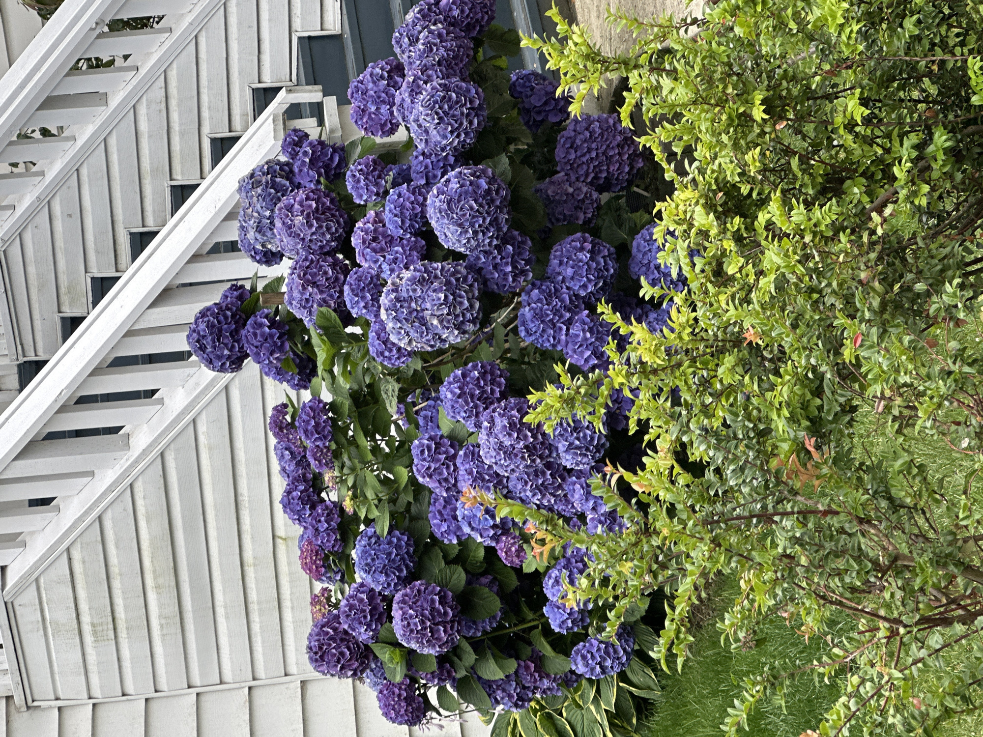 A dense cluster of vibrant purple hydrangeas with green foliage is situated in front of a weathered white clapboard house with white railings leading up to a doorway. The hydrangeas are in full bloom, with large, round flower heads dominating the foreground. A lower layer of smaller green shrubs with reddish stems partially obscures the base of the hydrangeas. The house's exterior shows signs of age and potential weathering. The overall scene suggests a residential setting, possibly a garden in front of a home in Vancouver, Canada.
