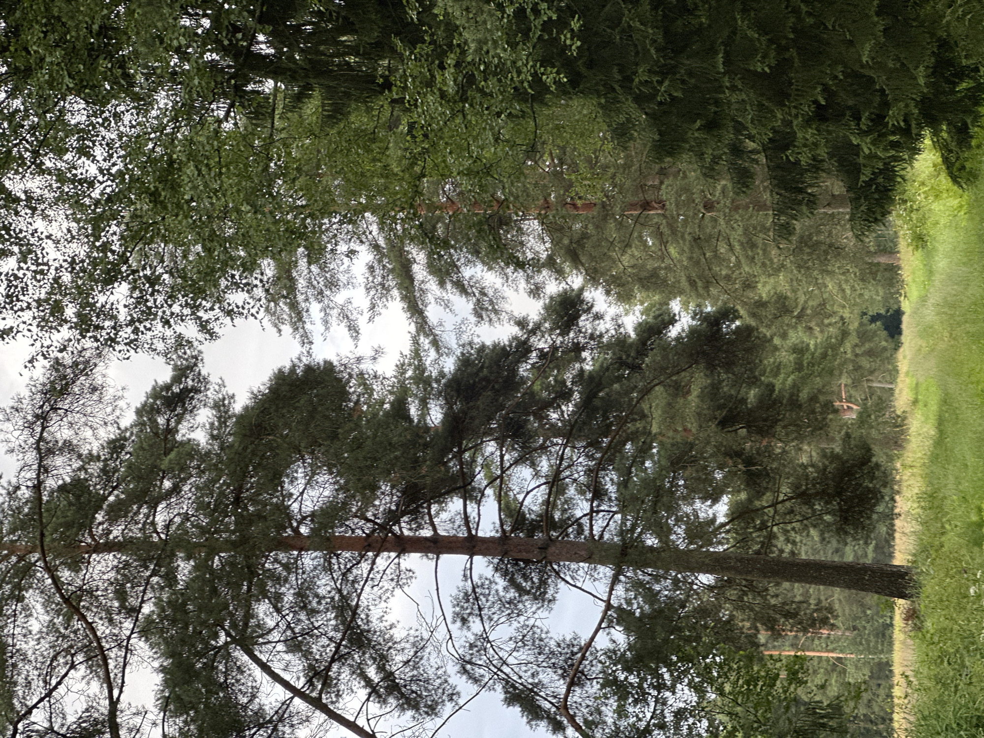 The image depicts a wooded area with tall pine and spruce trees lining a grassy path. The path appears to lead into the distance, where the trees become denser. The sky is overcast, suggesting a cloudy day. The vegetation is lush and green, indicating a natural outdoor environment. There are no people or animals visible in the image. The scene is peaceful and serene, evoking a sense of natural beauty. It is possible this location is in Tyarlevo, Russia, a region known for its forests and natural landscapes.