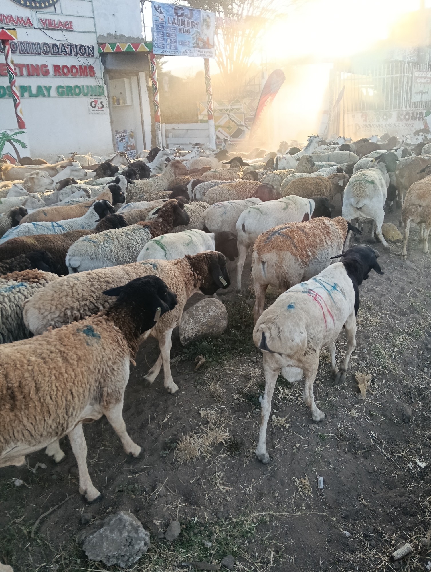 A herd of sheep and goats are gathered in an outdoor area, likely in Kiserian, Kenya, with buildings visible in the background. The animals are of various colors, including white, brown, and black, and some have markings or paint on their fleece, such as blue and red streaks. They are standing on dry ground with sparse vegetation. Behind the animals, a building with signage is visible. One sign reads "NYAMA VILLAGE ACCOMMODATION MEETING ROOMS PLAY GROUND". Another sign is for "CJ LAUNDRY HUB". The sun is setting or rising, creating a strong backlight and lens flare effect, with dust or mist in the air. The overall scene depicts a rural or semi-rural setting with livestock and some commercial establishments.