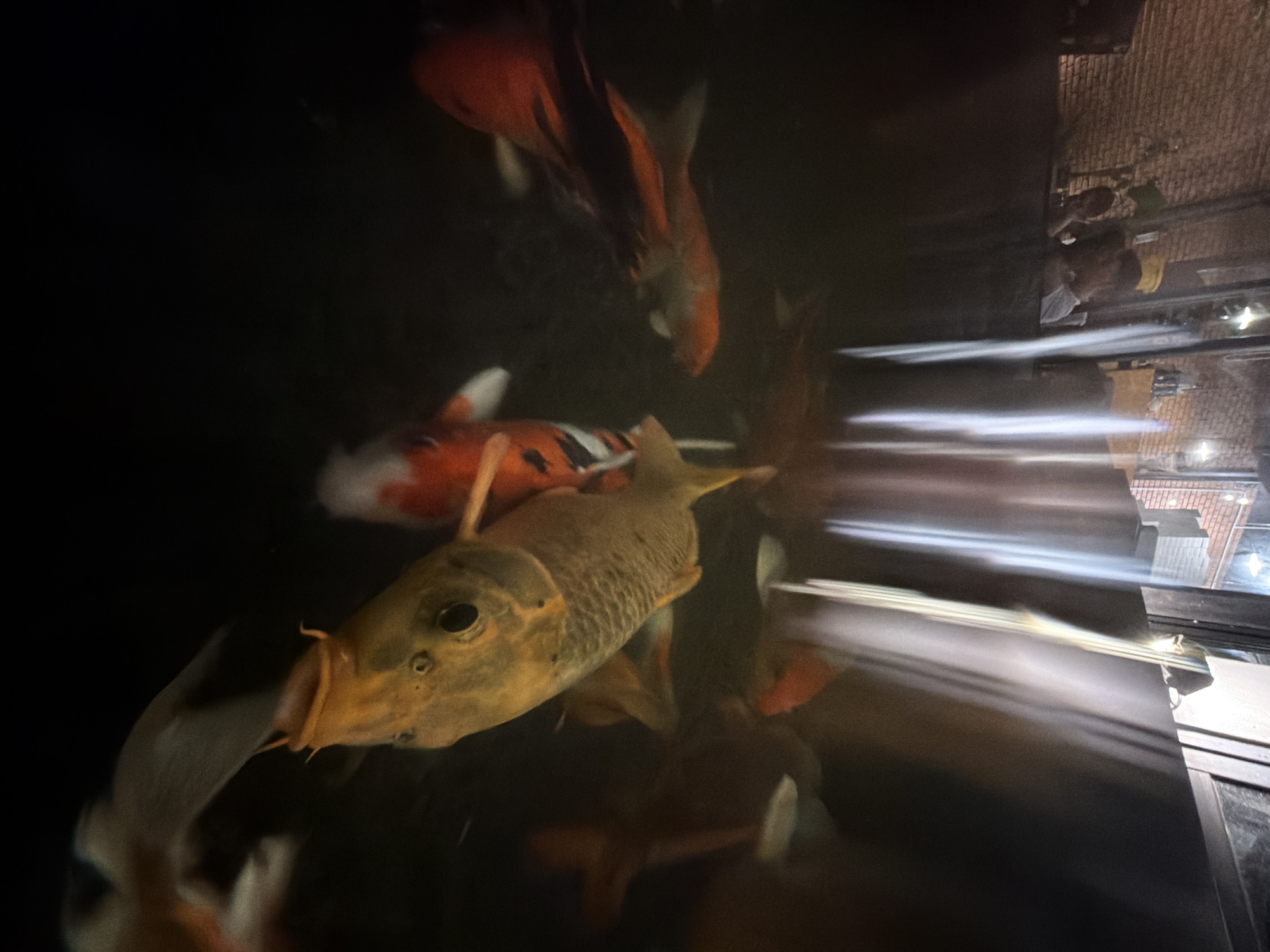 The image displays a dark, atmospheric view of multiple koi fish in what appears to be an indoor pond or large aquarium. In the foreground, a golden-brown koi with scales and visible barbels is prominent, its mouth slightly open. Behind it, another koi with orange, white, and black markings is partially seen. Towards the top, a larger, mostly orange-red koi swims.
The scene is dominated by the dark water, reflecting strong horizontal streaks of artificial light, suggesting a nighttime or low-light environment. Reflections on the surface also reveal elements of the surrounding architecture, including a brick wall texture and the faint outline of at least one person in the upper right. The person appears to be seated or leaning near the water, with a yellow item (possibly clothing or an object) nearby. The fish are actively swimming or lingering in the water. No visible text is present in the image. Given the provided context, the location is Đà Nẵng, Vietnam.