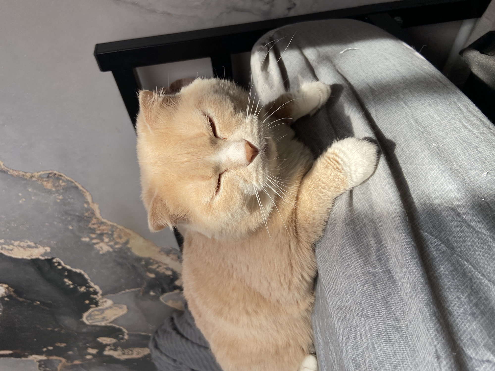 A light orange cat with closed eyes is resting on a gray fabric surface. The cat is positioned diagonally in the frame. Part of a black, likely metal, structure is visible in the upper-left background. The background also features a surface with a marbled pattern in gray and gold tones. The setting seems to be indoors. No people or interactions are visible. There is no evidence that this image was taken in Дядьково, Russia.
