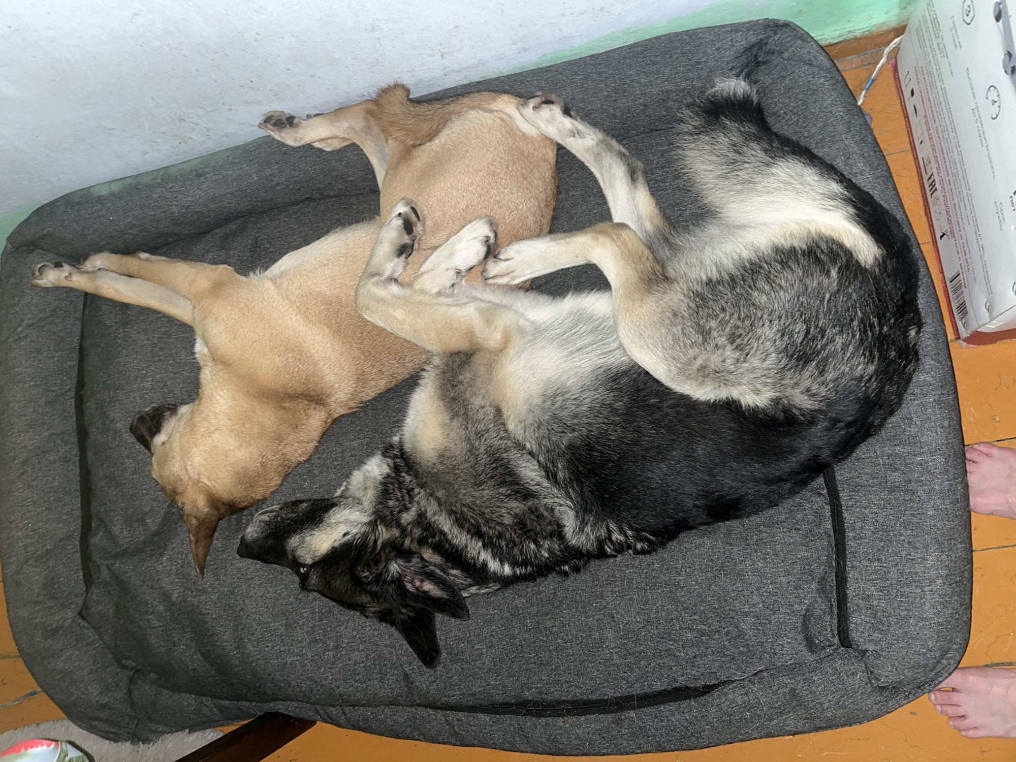 Two dogs are sleeping on a grey dog bed in what appears to be a room. One dog is larger and has black, grey, and tan fur, and is curled up on its side. The second dog is smaller, with tan fur, and is lying on its back with its legs in the air. The dog bed is placed on an orange floor. In the background, a white wall is visible, with a green stripe along the bottom. A box with Russian text is on the floor near the dog bed. The scene is likely indoors, in a residential setting. There are no clear indicators of the specific location within the city of Nizhny Tagil, Russia.