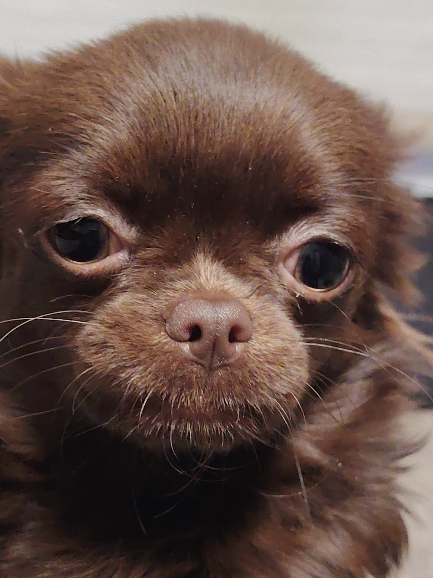 A close-up, eye-level portrait captures the face of a small, long-haired dog, likely a Chihuahua, looking directly at the viewer. The dog's fur is predominantly a rich chocolate brown, displaying subtle lighter brown and reddish-brown highlights, particularly around its muzzle and forehead. Its large, round eyes are dark brown, almost black, and appear attentive and curious, reflecting ambient light. A small, dark brown nose is centrally positioned, with numerous white and lighter-colored whiskers emanating from the muzzle area. The texture of the dog's soft, dense fur is clearly visible across its head and ears. The background is softly blurred and light-colored, suggesting an indoor setting with soft, even illumination that highlights the dog's features. No text is visible in the image. The dog's expression conveys a calm and engaging demeanor. The location context for the image is Бараўлянскі сельскі Савет, Belarus.