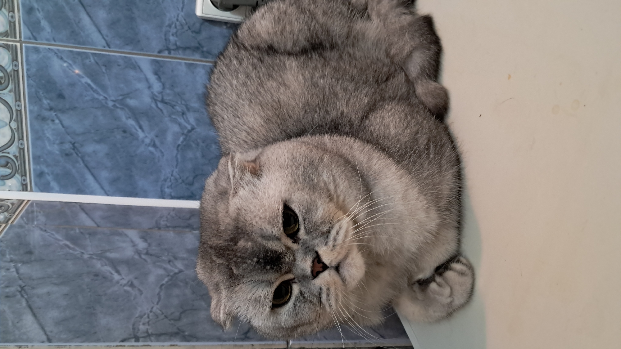 A gray Scottish Fold cat is lying down on a light-colored surface in front of a tiled wall. The cat is facing the camera with its paws tucked underneath its body. The tiles on the wall are a mix of blue and gray, with a marbled pattern. There is a white vertical trim piece separating the tiles on the left. To the right of the cat, a white electrical outlet is visible against the tiled wall. The cat has folded ears, dark eyes, and white whiskers. The overall impression is that of a domestic setting, likely a home or apartment in Vinnytsia, Ukraine.