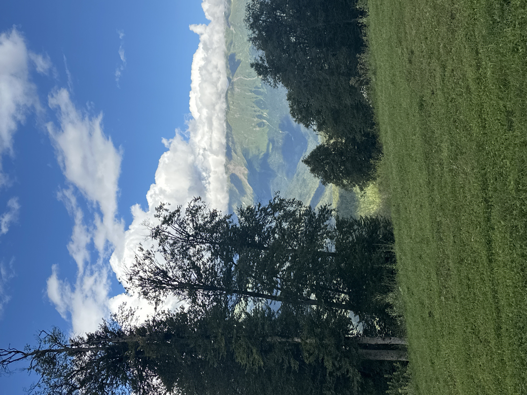 A vertical, wide-angle shot captures a verdant, rolling hillside in the foreground, bathed in bright daylight. The grassy slope is dotted with small wildflowers and clover, creating a textured carpet of green. In the middle ground, a dense line of dark green trees stands tall, their branches reaching towards the sky. Behind the trees, a majestic mountain range dominates the background, its peaks shrouded in a layer of soft, white clouds. The sky above is a vibrant blue, punctuated by scattered, fluffy white clouds. The scene evokes a sense of natural beauty and tranquility, characteristic of the mountainous landscapes found near Estosadok, Russia. There are no people or animals visible in the frame.
