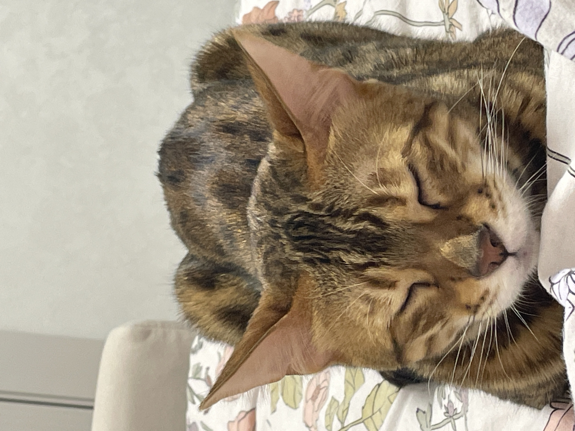 A tawny and dark brown spotted Bengal cat is depicted resting indoors on a white fabric surface with a faint floral pattern. The cat's eyes are closed, indicating sleep or deep relaxation. Its prominent, pointed ears are visible, and numerous white whiskers extend from its muzzle. The cat's body is in a relaxed, prone position. In the background, a light-colored wall is present, with a section of a beige upholstered furniture piece visible on the left. The lighting is soft and even, suggesting an indoor environment. This scene is located in Izhevsk, Russia.