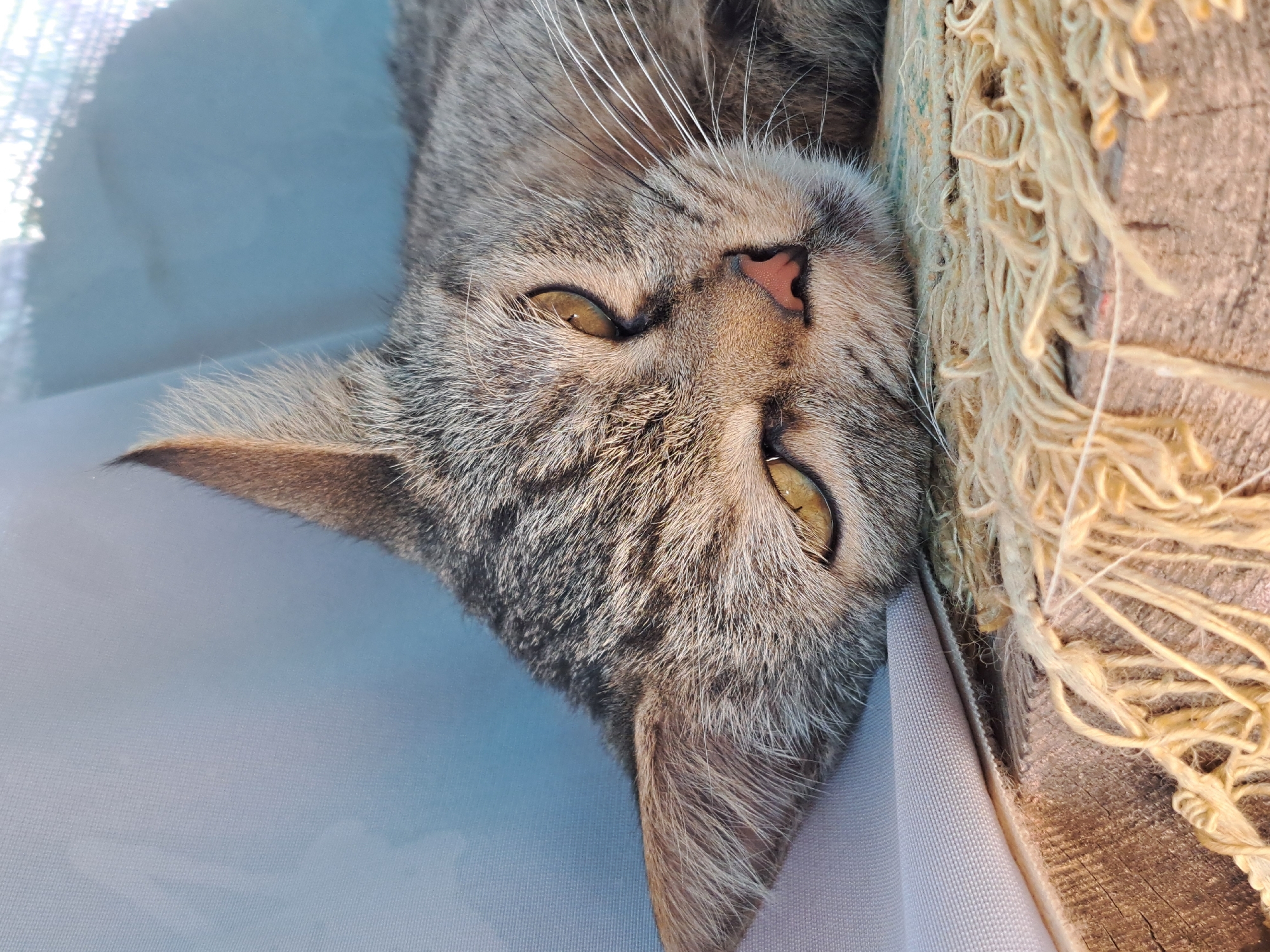 A close-up, eye-level shot features a domestic cat resting on a surface. The cat is lying on its side, with its head propped up. Its fur is a mixture of gray and brown tabby markings. The cat has green-gold eyes, a pink nose, and white whiskers. The background consists of a pale blue fabric, possibly a curtain or drapery, and a wooden surface with frayed rope-like material. The lighting suggests it is daytime, possibly outdoors, given the bright light and shadows. The image appears to be taken in Vypasne, Ukraine, as indicated by the provided location.