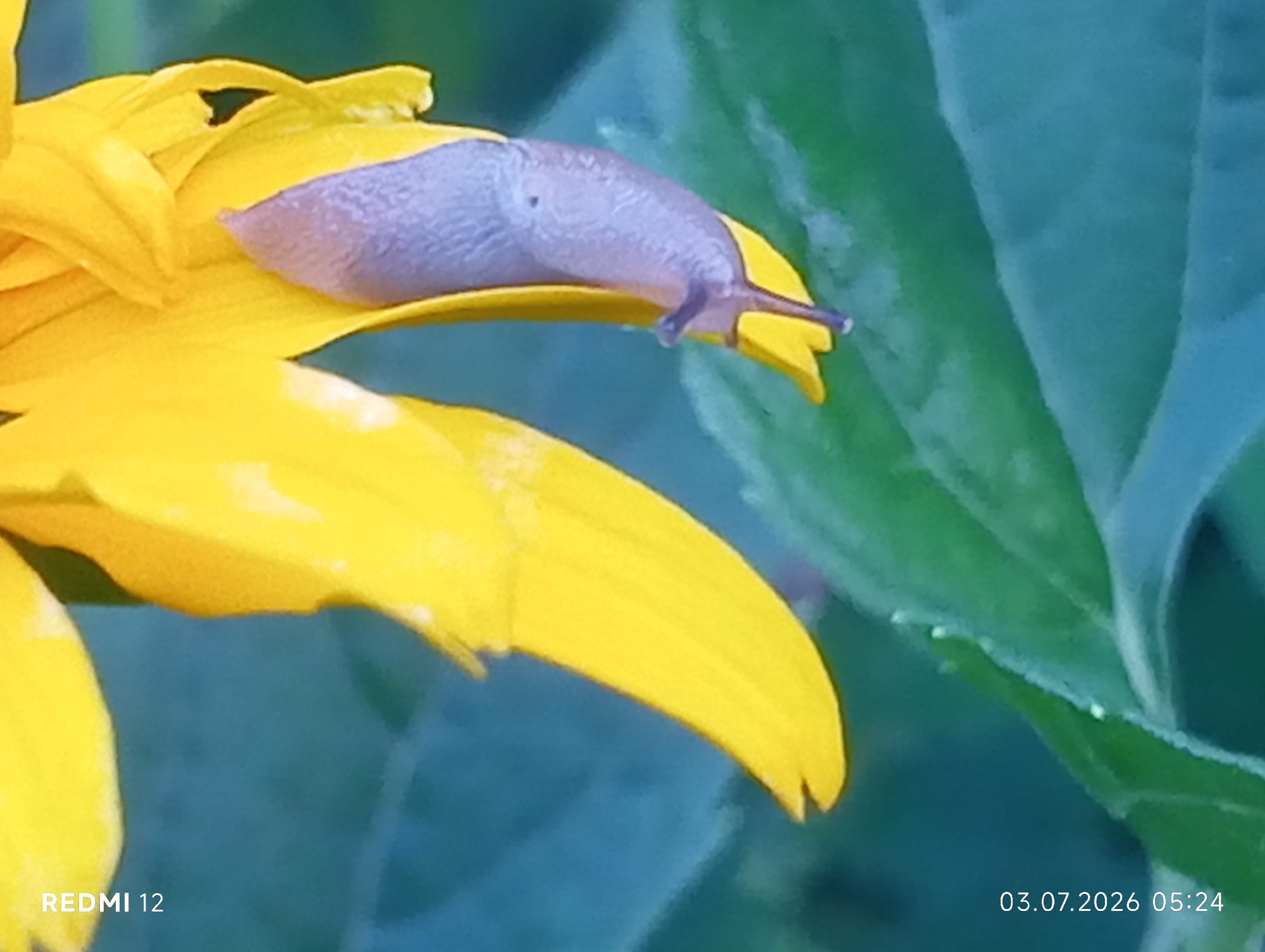A slug, which is about 2.5 cm long, is resting on a yellow flower petal. The slug's body is a pale lavender color, and its two tentacles are extended. The flower petal is wide and curved, with a slightly wrinkled texture. In the background, there are large, blurred green leaves. The image appears to be taken outdoors in a natural setting. The lower right corner of the image contains a timestamp: "03.07.2026 05:24". In the lower left corner, "REDMI 12" is visible, which is likely the model of the phone used to take the photograph. The location of Brovary, Ukraine is not evident from the image itself.