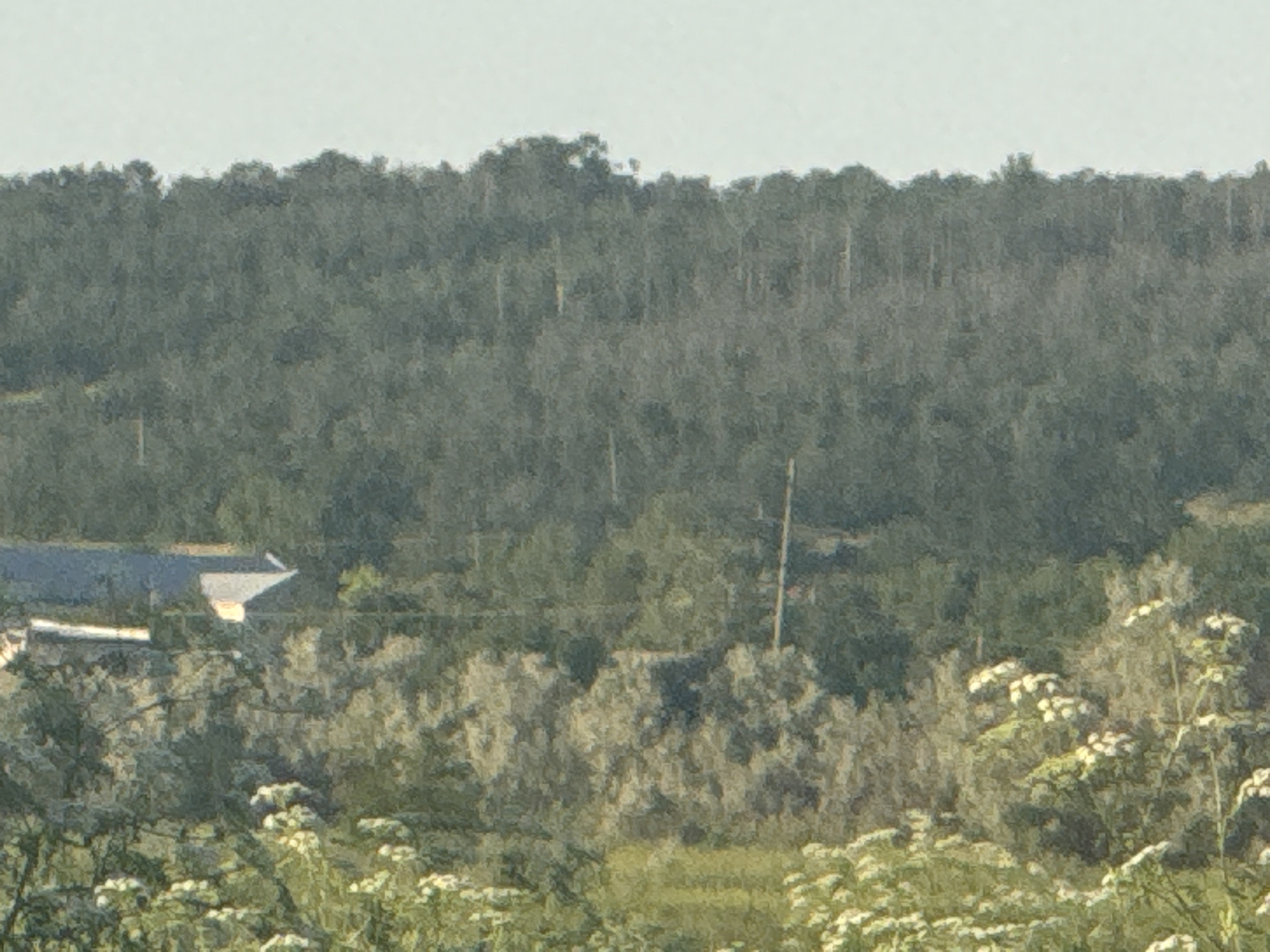 The image shows a rural landscape with a dense line of trees in the background, likely in the village of Bohunove, Ukraine. In the middle ground, there are buildings, including a house with a distinctive white roof. The foreground is filled with green foliage and white flowers. The scene appears to be a sunny day with clear skies.