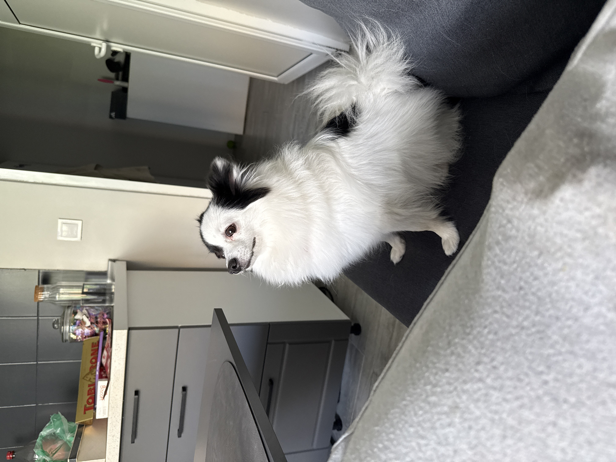 A medium-shot indoor image shows a small, white, long-haired dog with black markings on its ears and around its left eye, perched on the edge of a gray sofa or chair. The dog is looking towards the left side of the frame with a slight smile or expression. The background includes a section of a modern kitchen or dining area with light gray cabinetry, a gray tiled wall, and a countertop displaying a glass jar, candy, and Toblerone chocolate bars. The photograph appears to be taken from a low angle, looking up slightly at the dog. The environment is domestic. The location is not indicated.