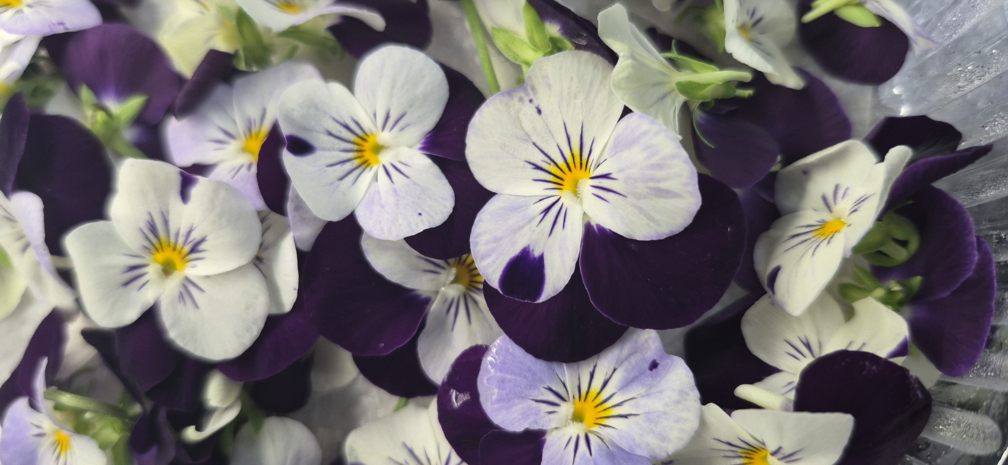 This media file features a close-up, overhead view of a collection of viola flowers, commonly known as pansies. The flowers are a mix of white, pale purple, and deep purple, with delicate purple veining radiating from their yellow centers. Some petals are a solid white, while others display striking patches of deep purple, particularly on the lower petals. The blossoms are densely packed together, with some appearing slightly wilted or crushed, suggesting they might have been recently picked or are part of an arrangement. The lighting appears to be natural and diffused, creating soft shadows and highlighting the textures of the petals. There are no people, text, or specific environmental cues to indicate the time of day, weather, or a precise location beyond the general context of Saint Petersburg, Russia. The overall impression is one of natural beauty and the delicate, ephemeral quality of flowers.