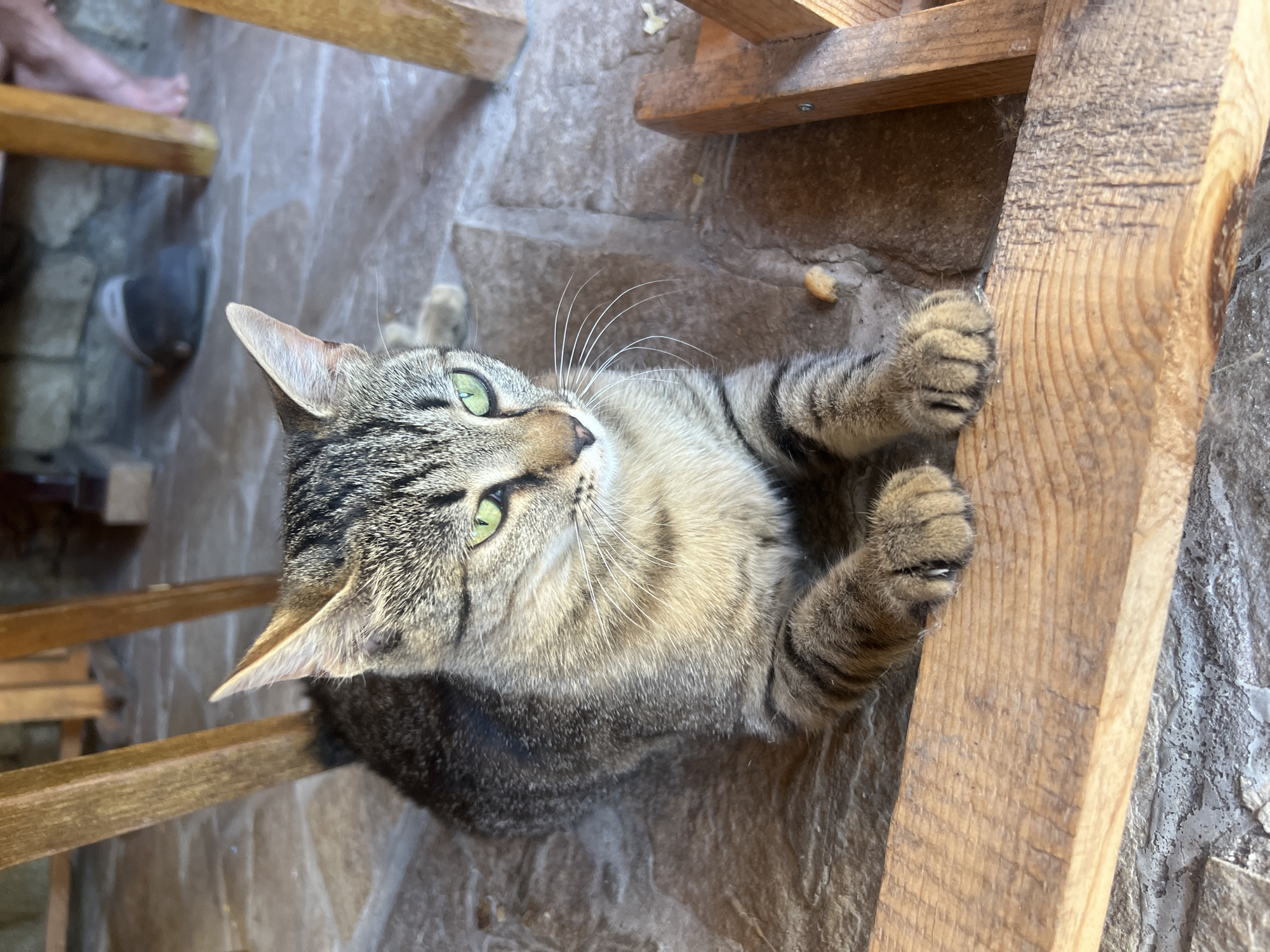 A domestic tabby cat, with green eyes, is clinging to a wooden structure with its paws extended, claws visible. The cat appears to be looking upwards and to the left. The surface beneath the cat and structure is a tiled stone floor. A wooden chair or structure is partially visible in the upper left of the image. The scene is illuminated by natural light. A human foot wearing a sneaker is visible on the wooden chair. The location is Herakovo, Bulgaria.