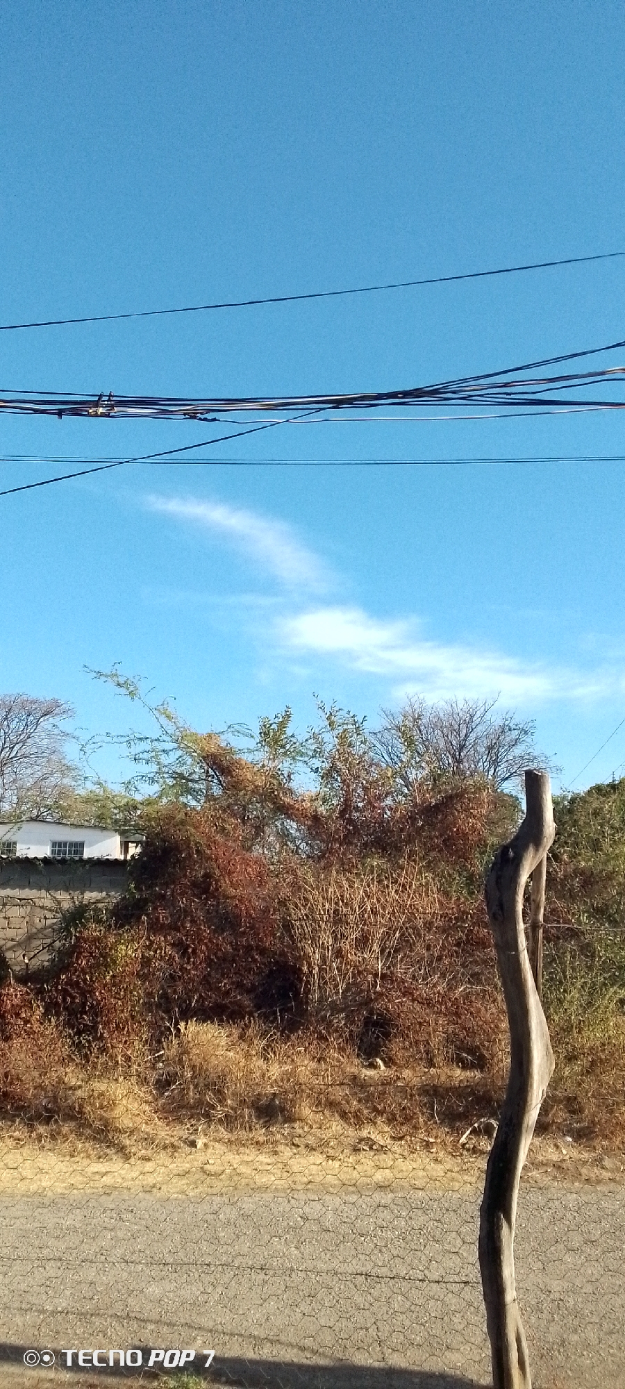 The image captures a landscape scene in Altagracia, Venezuela, under a bright blue sky with a few thin, wispy clouds. Several electrical wires run across the upper portion of the frame. In the midground, there's a dense mix of vegetation, including brown, dried shrubs and some trees with sparse green foliage. A white building with visible windows sits behind a concrete block wall, partially obscured by the vegetation. To the right, a weathered, grey wooden post stands prominently. A grassy verge transitions into a paved road in the foreground, with the shadow of a wire fence visible on the pavement. The location seems to be an outskirts area where natural vegetation meets urban infrastructure. The branding "TECNO POP 7" is imprinted at the bottom corner of the image, likely indicating the phone model used to take the photo. No people, actions, or interactions are directly observable in the frame.