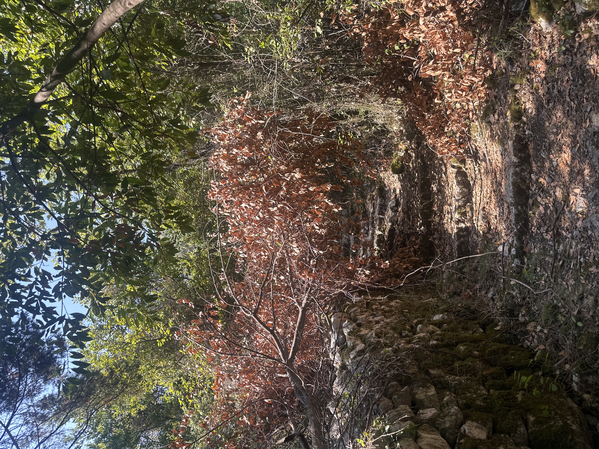 An outdoor scene depicts a stone pathway in a wooded area. The pathway is constructed of irregular stone blocks and is partially covered with fallen leaves and debris. To the left of the pathway is a low, moss-covered stone wall. A fallen tree branch with dry, brown leaves spans across the pathway, obstructing the view beyond. The surrounding vegetation consists of green trees and bushes, with sunlight filtering through the canopy, casting dappled shadows on the ground. The location is identified as being in Prčanj, Montenegro. There are no people or animals visible in the image.
