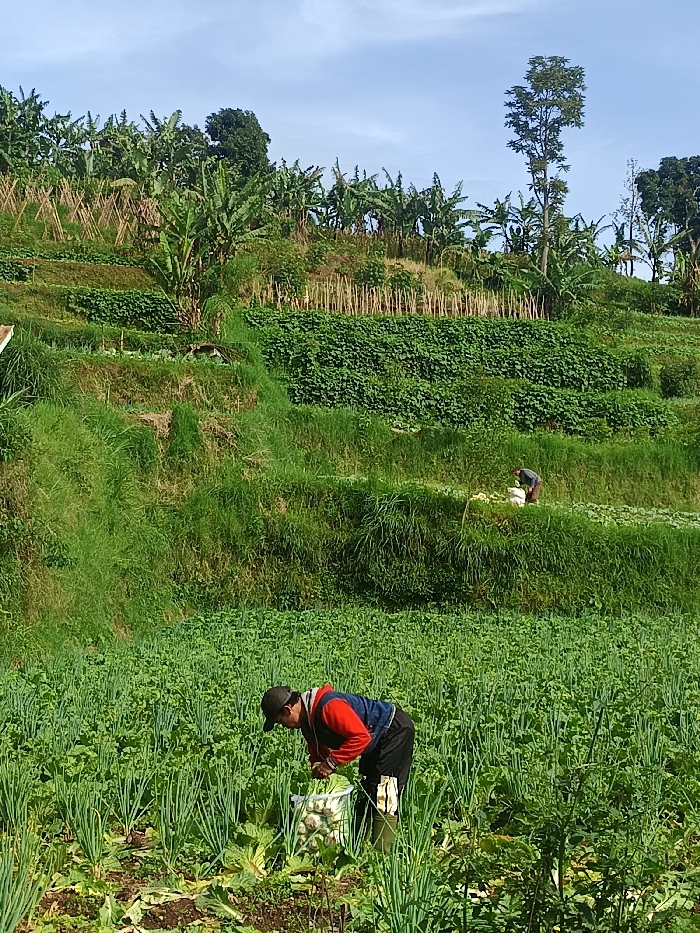 A verdant terraced landscape showcases agricultural activity. A farmer harvests crops in the foreground, bending over a basket filled with produce amidst rows of tall green plants, likely onions. Another figure works on a higher terrace level. Banana trees crown the uppermost terrace, supported by stakes. Dense green vegetation fills the intermediate spaces. The sky is partly cloudy.