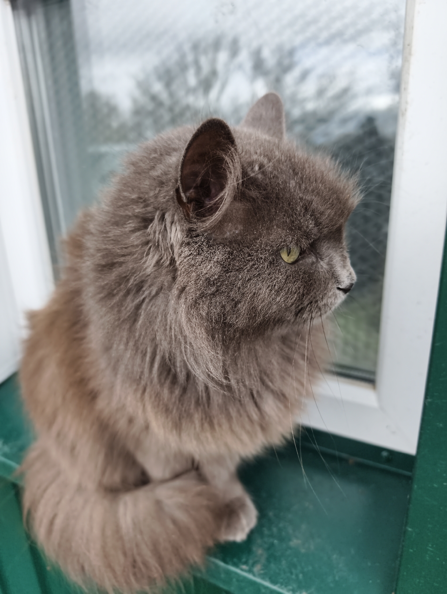 A medium-sized, long-haired, gray cat is sitting on a green window sill. The cat is facing right, looking out the window. The window frame is white. Beyond the window, there is a blurred view of trees and possibly other buildings. Based on the metadata, the location is likely Balashov, Russia.