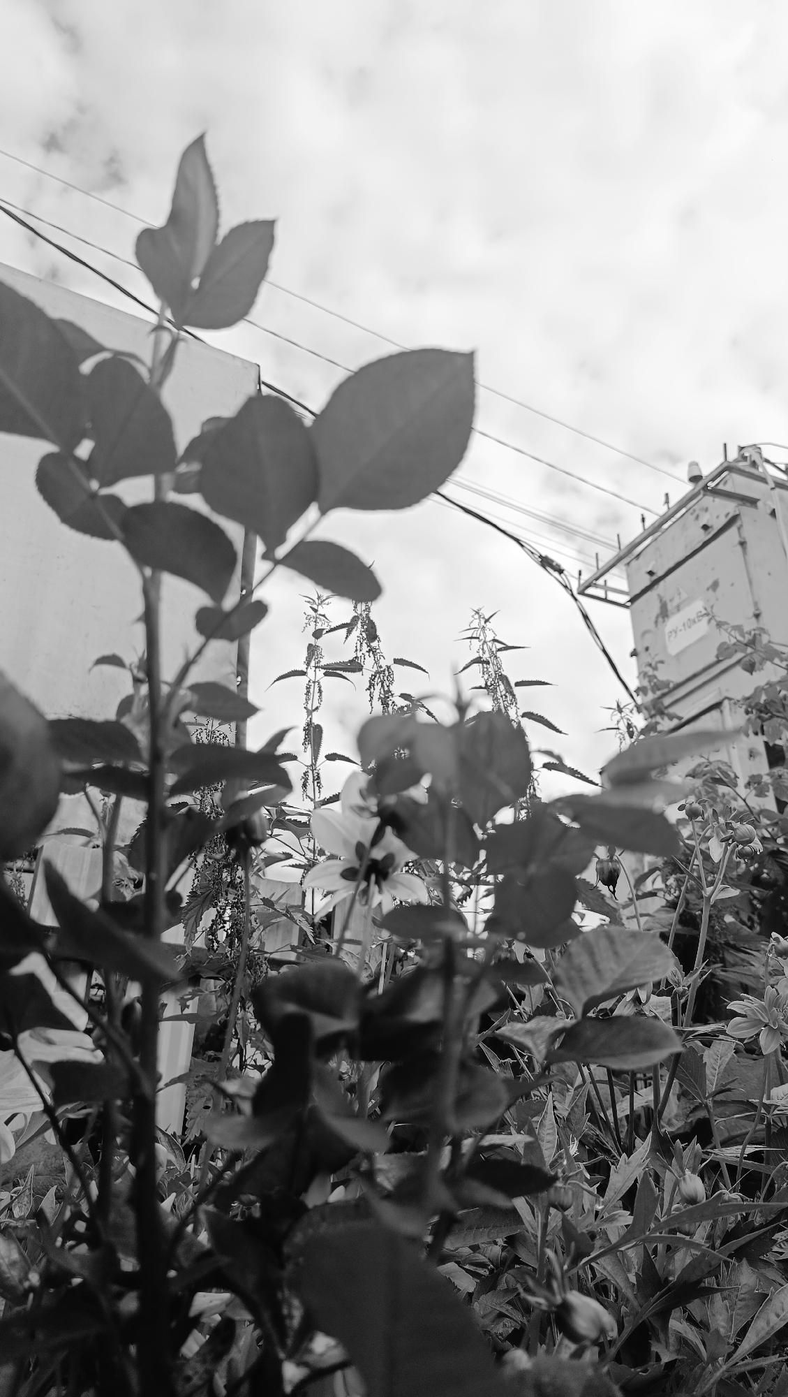 The image is a low-angle, black and white shot of plants in front of a wall and a transformer box. The foreground is dominated by dark, leafy plants, with some blurred flowers visible in the midground. In the background, a pale wall is on the left, and a light-colored transformer box with some markings is on the right. Power lines are strung across the sky. The sky is overcast with clouds. No people are present in the image. The scene appears to be an outdoor urban or semi-urban environment. The location in Karsha, Russia is not visually discernible from the image content.
