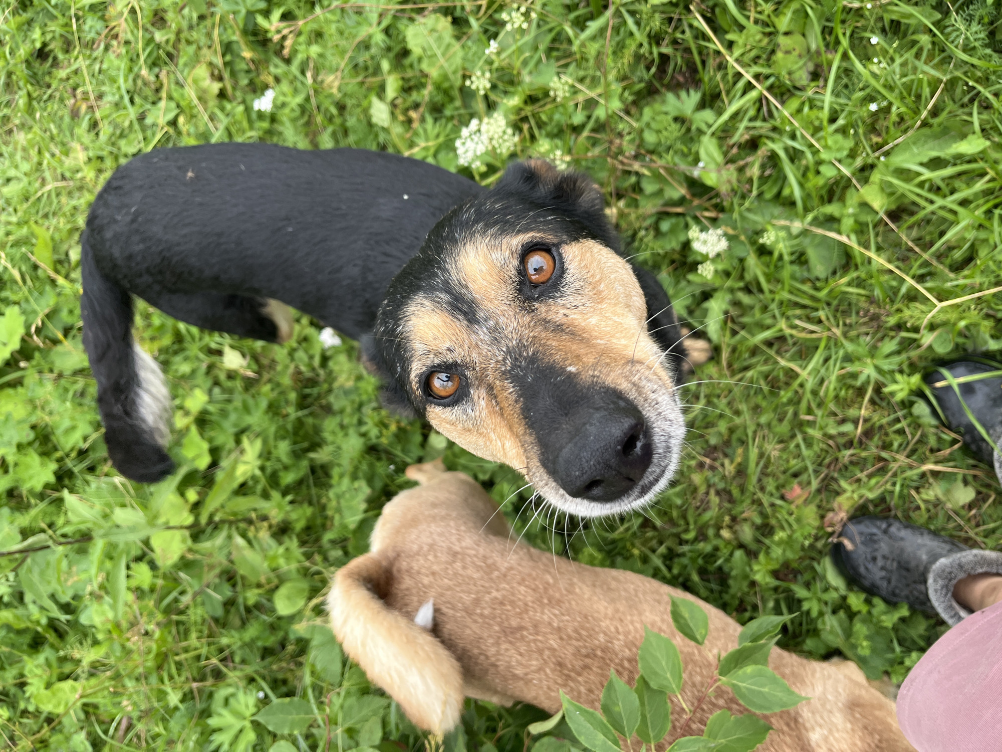 In Nizhny Tagil, Russia, two dogs are in a grassy outdoor area. The dog in the foreground is predominantly black with tan markings on its face and has bright, amber eyes. Its nose is black and wet, with prominent white whiskers. This dog is looking directly up at the camera. To the left of this dog, a second dog with light brown fur is visible from the back, its head lowered as if sniffing the ground. The ground is covered in lush green grass, with some small white wildflowers scattered throughout. The lower portion of the image shows a person's legs and feet wearing pink pants and fuzzy grey slippers, indicating the perspective is from someone sitting or kneeling in the grass.