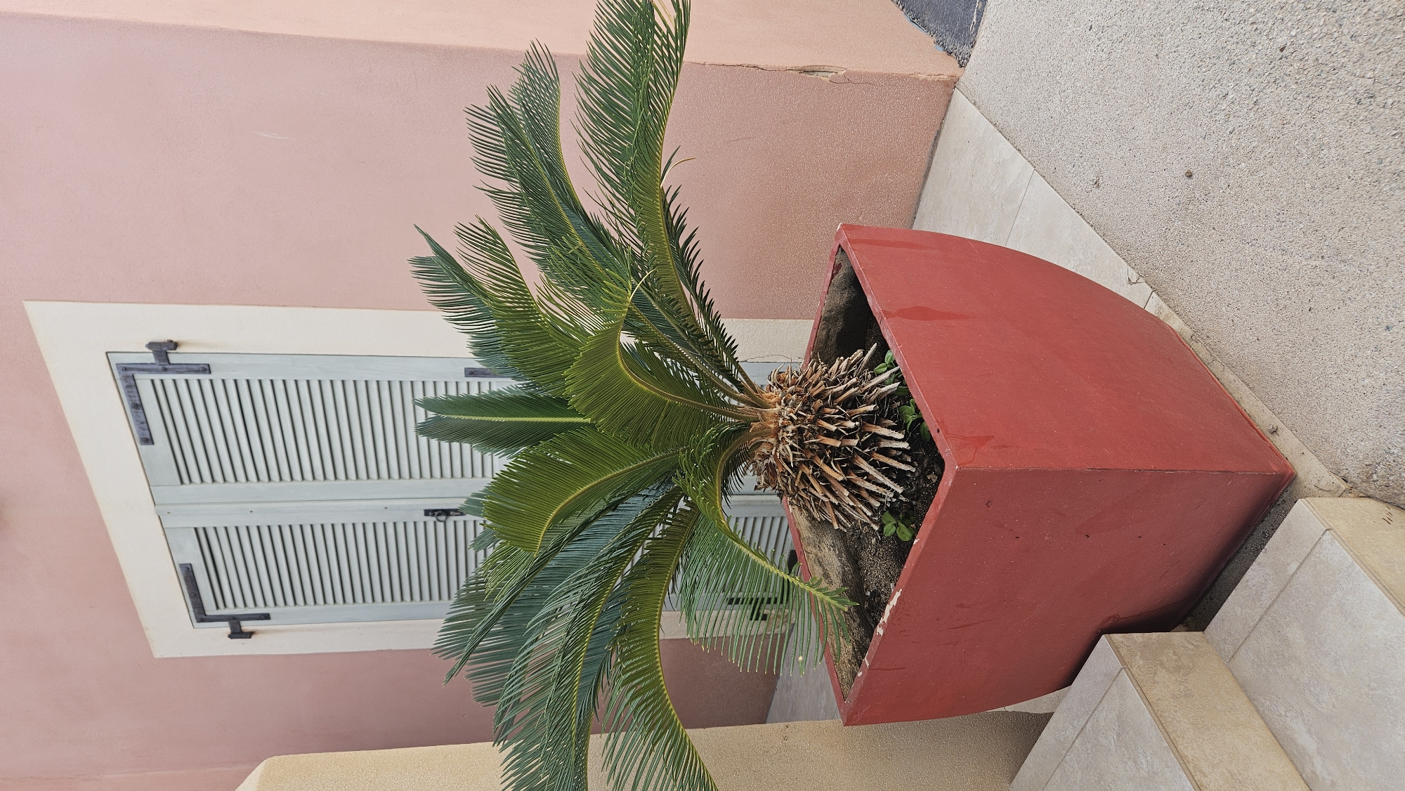 A potted sago palm is situated on a paved walkway in front of a pink building. The sago palm is in a large, square red planter. The building features light-colored, louvered shutters. To the left of the planter, there are light-colored tiled steps. The overall scene depicts an outdoor setting in Algajola, France.