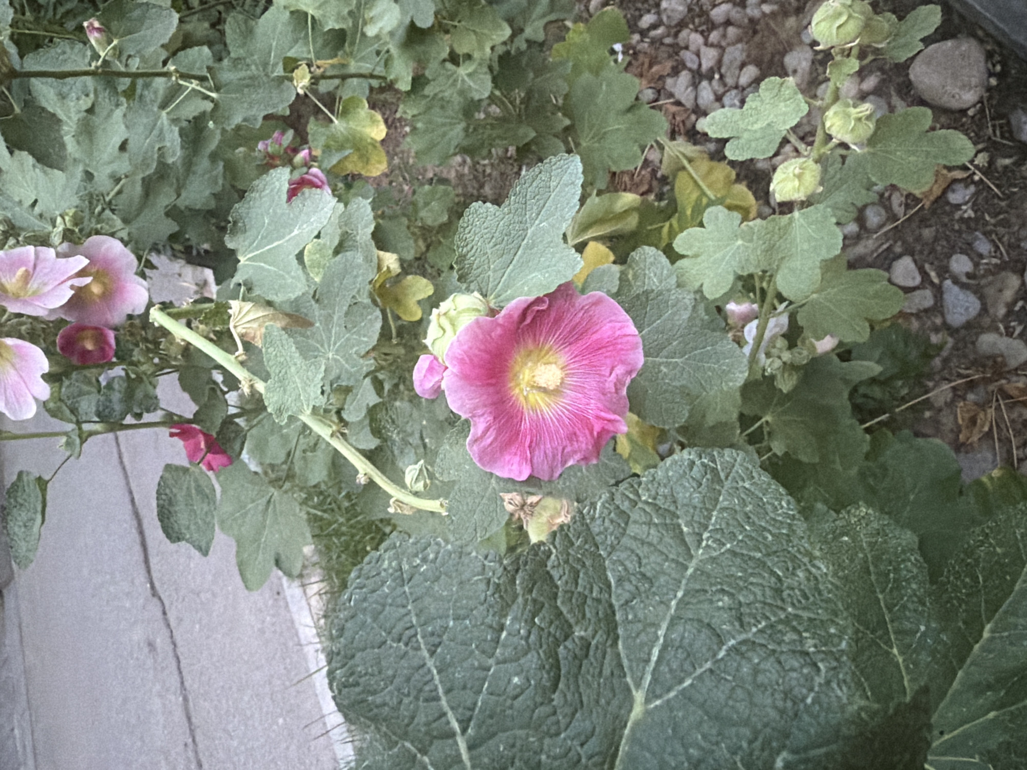 A vibrant pink hollyhock flower with a yellow center blooms in the foreground, its petals slightly unfurling. The flower is surrounded by large, textured green leaves and a cluster of developing seed pods. In the background, a gray paved surface with a crack runs horizontally across the image, suggesting a sidewalk or pathway. Some small stones and dry leaves are scattered on the ground near the plant. The overall scene is outdoors, likely in a garden or along a street in Shymkent, Kazakhstan. No people or animals are present in the image.