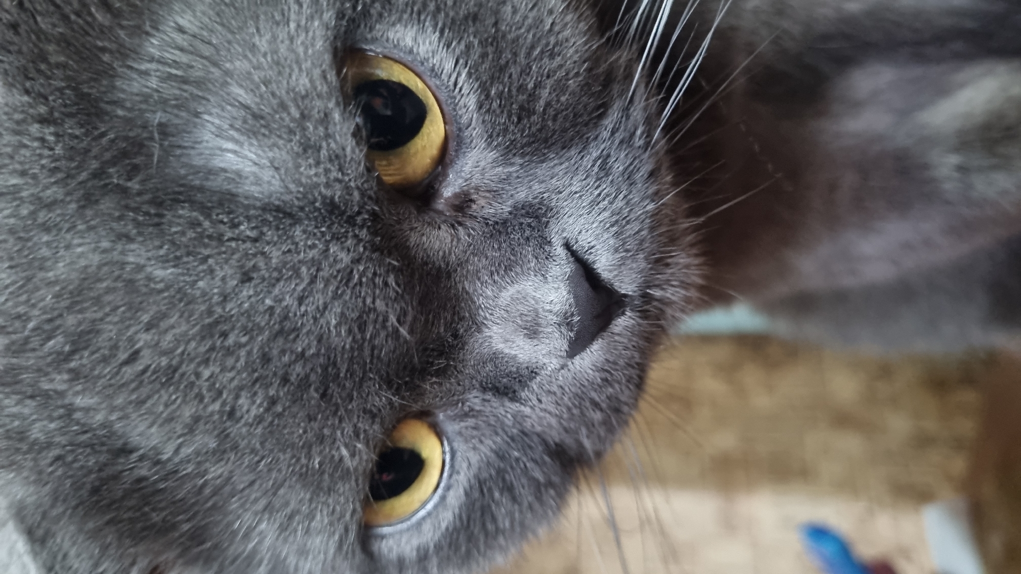 A close-up, head-on, vertical, eye-level shot focuses on the face of a grey cat, filling most of the frame. The cat's fur is a dark grey, and its large, round eyes are a striking yellow with black pupils. The cat's nose is dark grey and triangular. White whiskers extend from its muzzle. The background is softly blurred, showing textures of brown and beige, possibly a wall or furniture. A small, out-of-focus blue object is visible in the lower left corner. The image was taken in the city of Vysokoe, Russia.