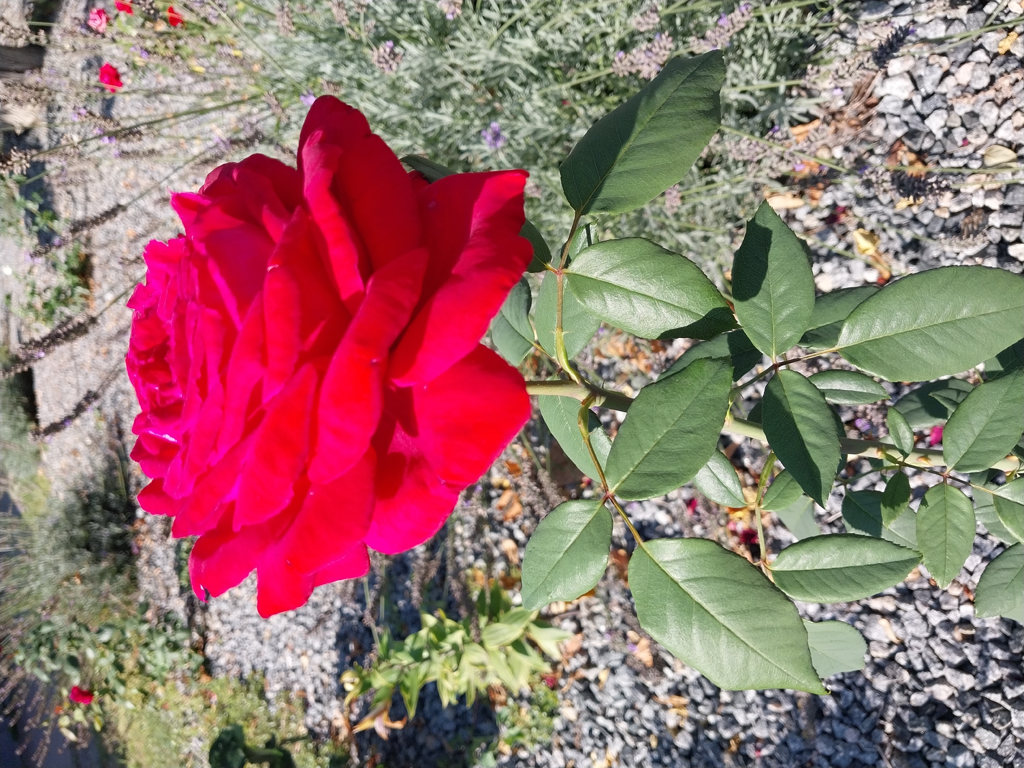 A large, vibrant red rose is in full bloom, its petals unfurling in the sunlight. The rose is the central subject of the image, positioned slightly off-center to the right. It is supported by a green stem with several healthy, deep green leaves. The background is a garden setting with a gravel path covered in small gray stones. Behind the rose, a lavender plant with pale purple stalks and foliage is visible, interspersed with dry leaves and small debris. A few other red rose blooms and green foliage can be seen further in the background, suggesting a garden with multiple rose plants and other flowering shrubs. The lighting indicates it is a bright, sunny day. The location is identified as Doslidne, Ukraine.