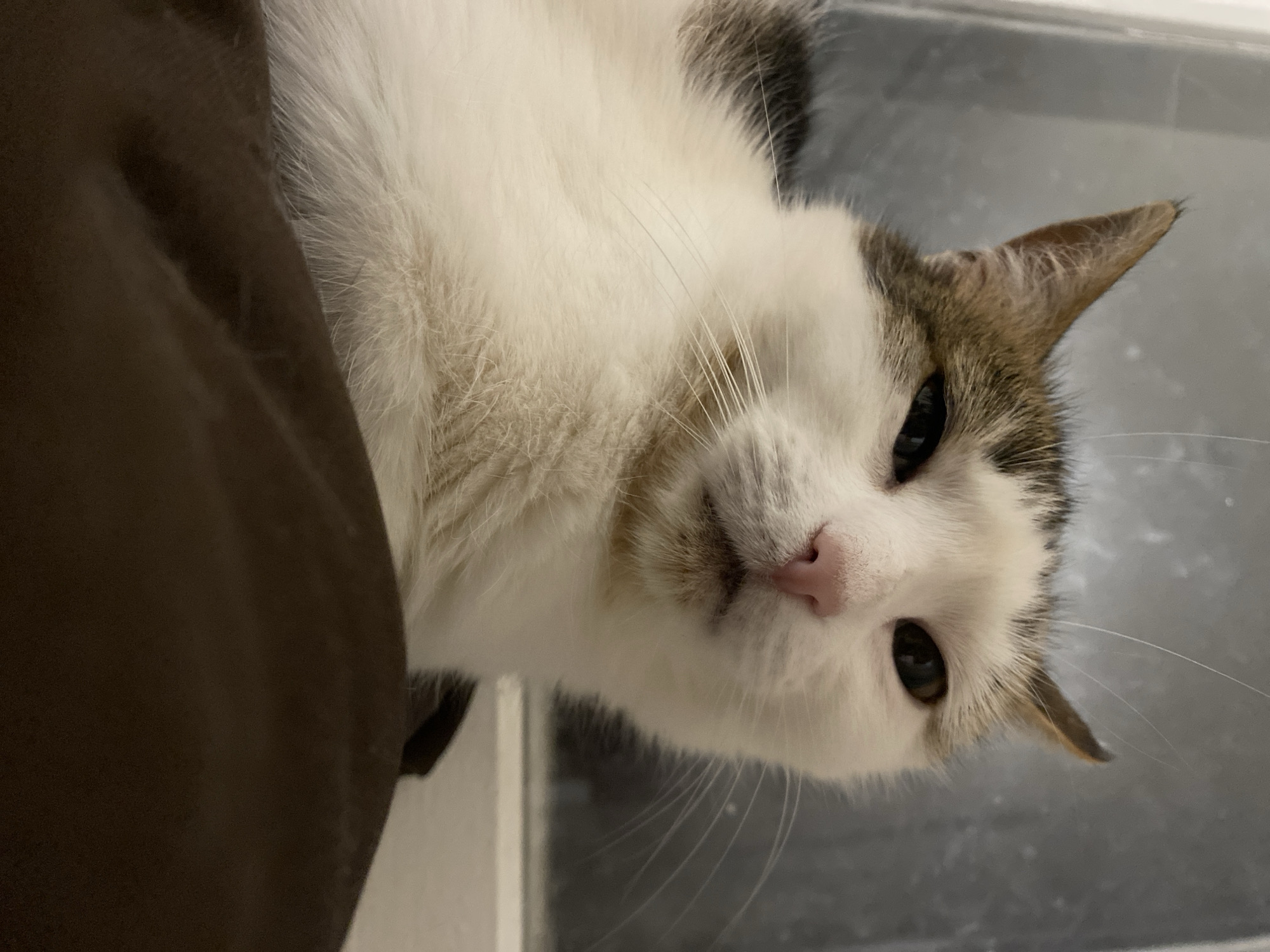 This is a close-up, vertically oriented photograph of a domestic cat. The cat has white fur with brown and gray patches on its head and ears. Its eyes are dark and alert, and its nose is a pinkish hue. The cat appears to be resting or lying down, partially obscured by a dark brown, soft material, possibly a blanket or pillow, on the left side of the frame. The background is a light gray, reflective surface, which could be a window or a polished floor. The lighting is dim, suggesting it might be indoors or at dusk. The cat's expression is calm and curious. There is no visible text in the image.
