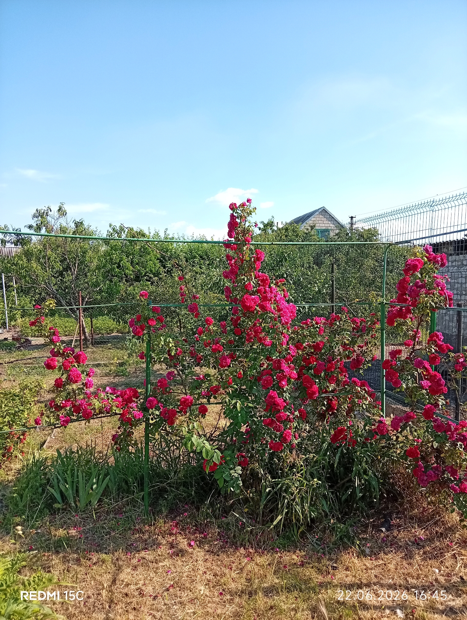 The image depicts a vibrant garden scene bathed in bright sunlight under a clear blue sky. The foreground is dominated by lush, flowering rose bushes with numerous bright pink and red blooms cascading over a green metal fence. Some fallen petals are scattered on the dry, grassy ground. Behind the roses, more greenery can be seen, including trees and shrubs, suggesting a well-established garden. A simple, light-colored building with a pitched roof is visible in the middle ground, partially obscured by the foliage. A tall, green mesh fence runs along the right side of the image, bordering the property.
The scene suggests a warm, sunny day, likely during the late spring or summer months given the abundance of flowers. The clear sky indicates fair weather. The presence of the fence and building points towards a residential backyard or a communal garden area. The overall mood is tranquil and picturesque, emphasizing the beauty of nature.
Visible text in the lower left corner reads "REDMI 15C", indicating the phone model used to capture the image. In the lower right corner, a date and time stamp reads "22.06.2026 16:45". The location context provided is Mykolaivka, Ukraine.