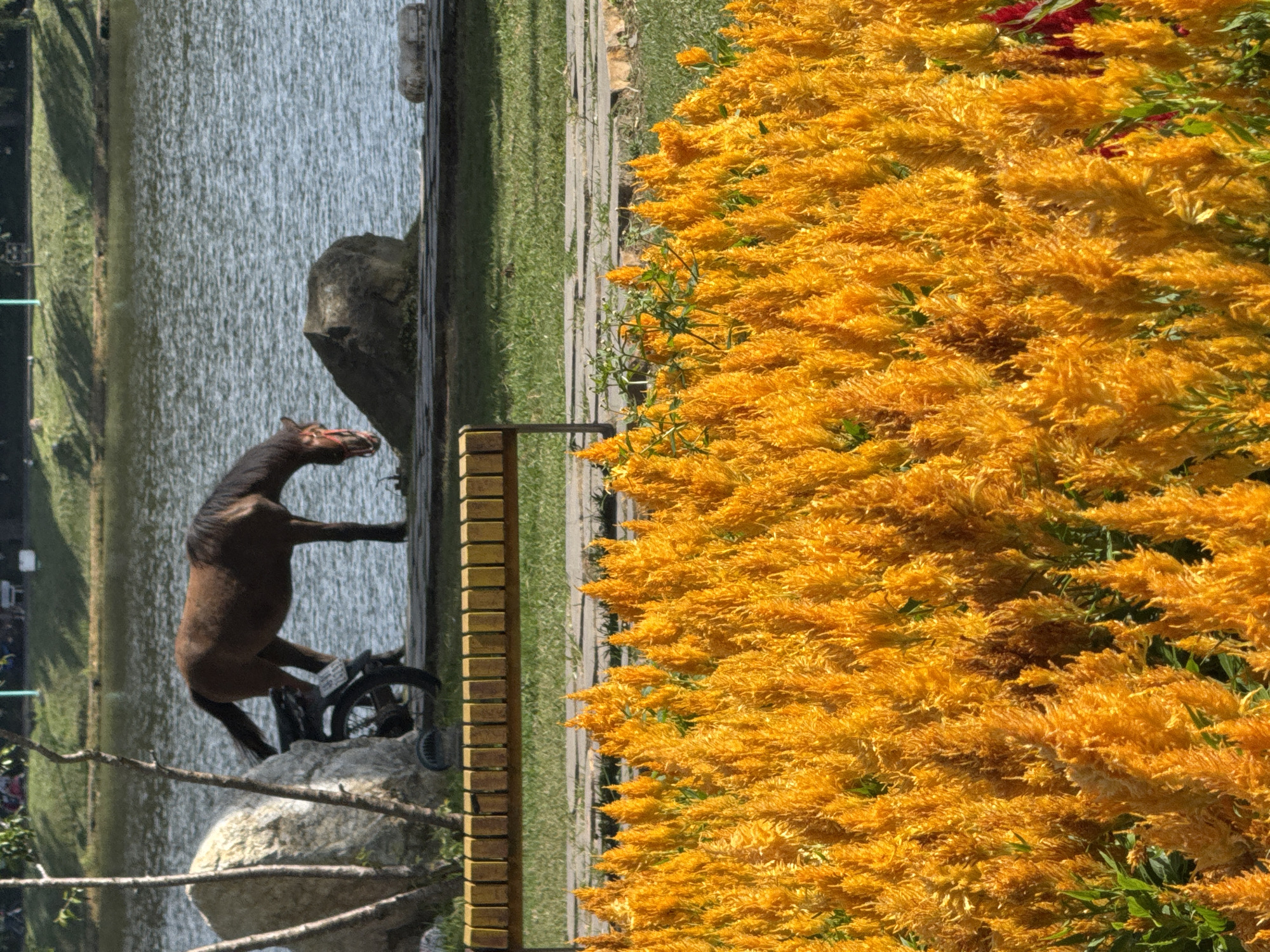 The image depicts a serene scene by a body of water, likely a lake, in Da Lat, Vietnam. In the foreground, a dense field of vibrant yellow flowers, possibly Cockscomb or Celosia, dominates the view, creating a textured and colorful carpet. A simple wooden bench with a slatted seat and back is positioned in the middle ground, offering a place to rest. Behind the bench, the calm water of the lake stretches out, reflecting the natural light. On the bank of the lake, a brown horse is shown grazing, with a red halter. Partially visible next to the horse is the rear end of a motorcycle. In the background, a lush green slope rises, with scattered trees and hints of distant structures, suggesting a park or a landscaped area within the city. The overall atmosphere is peaceful and natural, with a touch of urban accessibility.