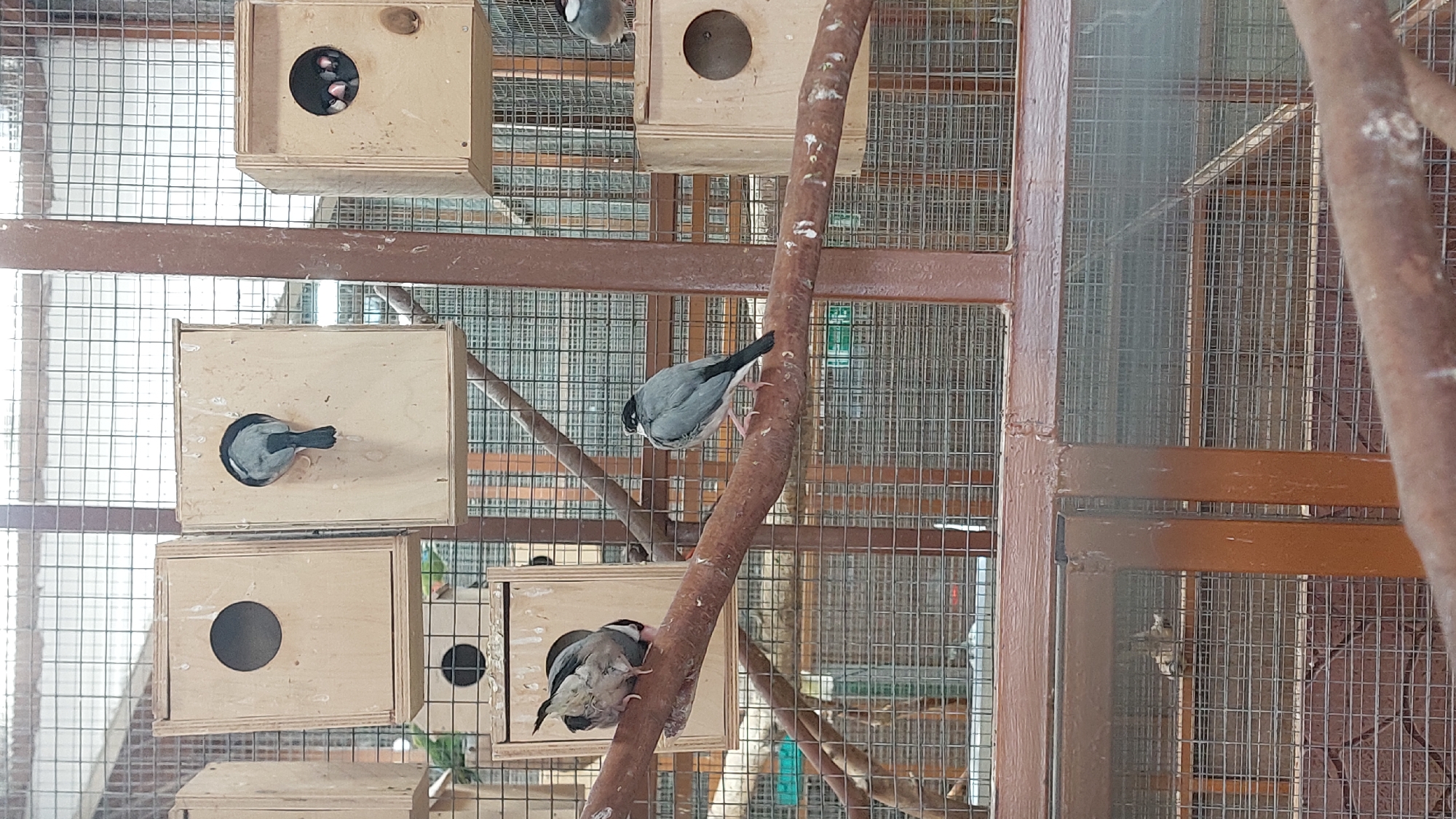 In a cage environment, two small birds perch on a thick branch. One bird, facing left, is mostly gray with some white markings and a black head. The other bird, slightly behind and to the left, is also gray and white and is partially facing away from the camera. In the background, several wooden nesting boxes are visible, attached to the cage structure. One box has a bird's tail sticking out of the entrance hole, and another has multiple birds peeking out. The cage has a wire mesh construction, and the overall setting appears to be an aviary or bird enclosure.
