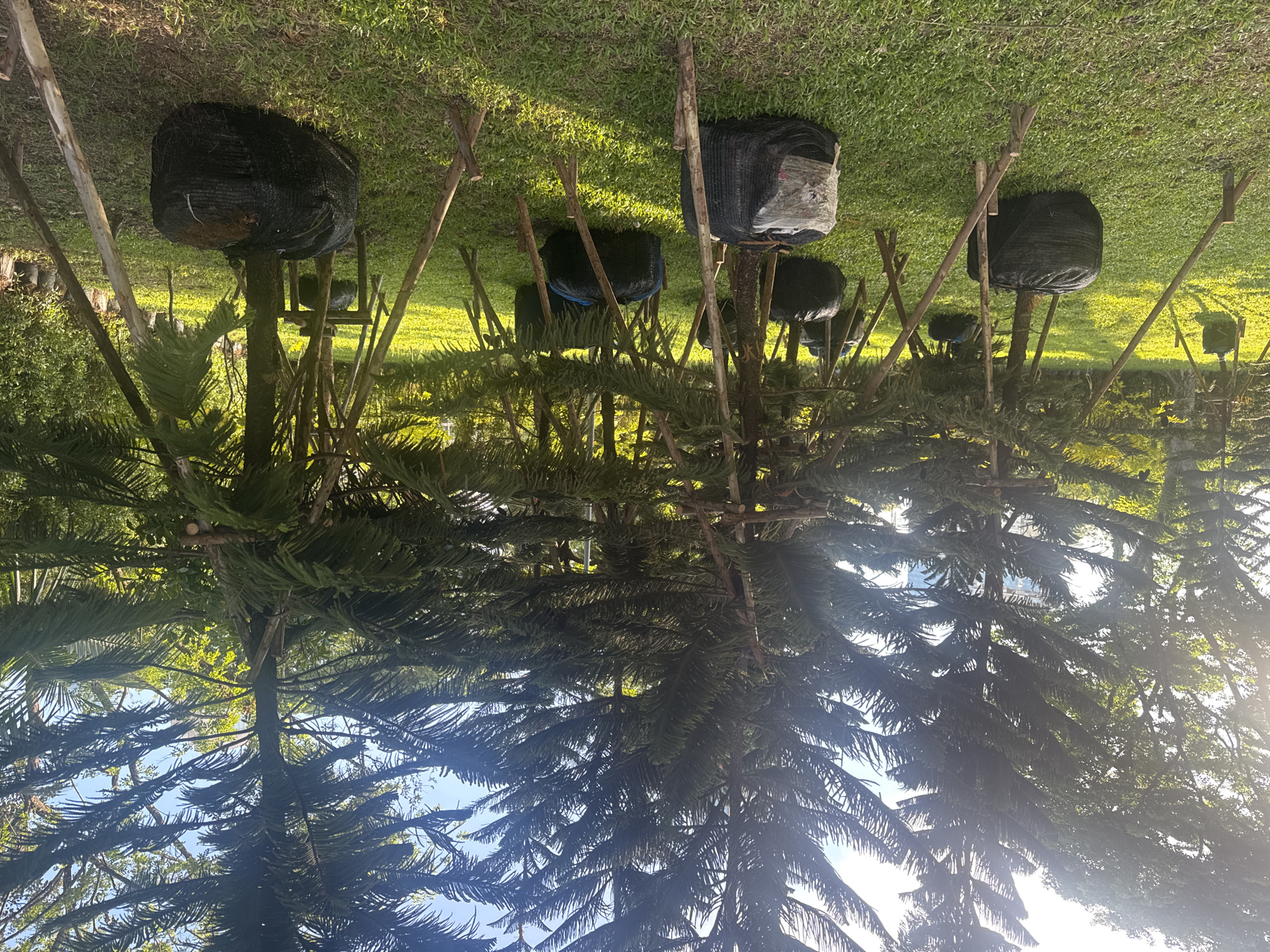 The image shows several Norfolk Island pine trees lined up in a grassy area, likely a park or nursery. The trees appear to be in preparation for transplant, as their root balls are wrapped in black netting. Wooden stakes support each tree, preventing them from tipping over. The location is likely Bangkok, Thailand, as Norfolk Island pines are a common landscaping tree in the city. The image seems to be shot looking up at the trees with the ground facing upwards, giving the impression the trees are upside down. The trunks and netting are in the shade, while the leaves are lit from behind.