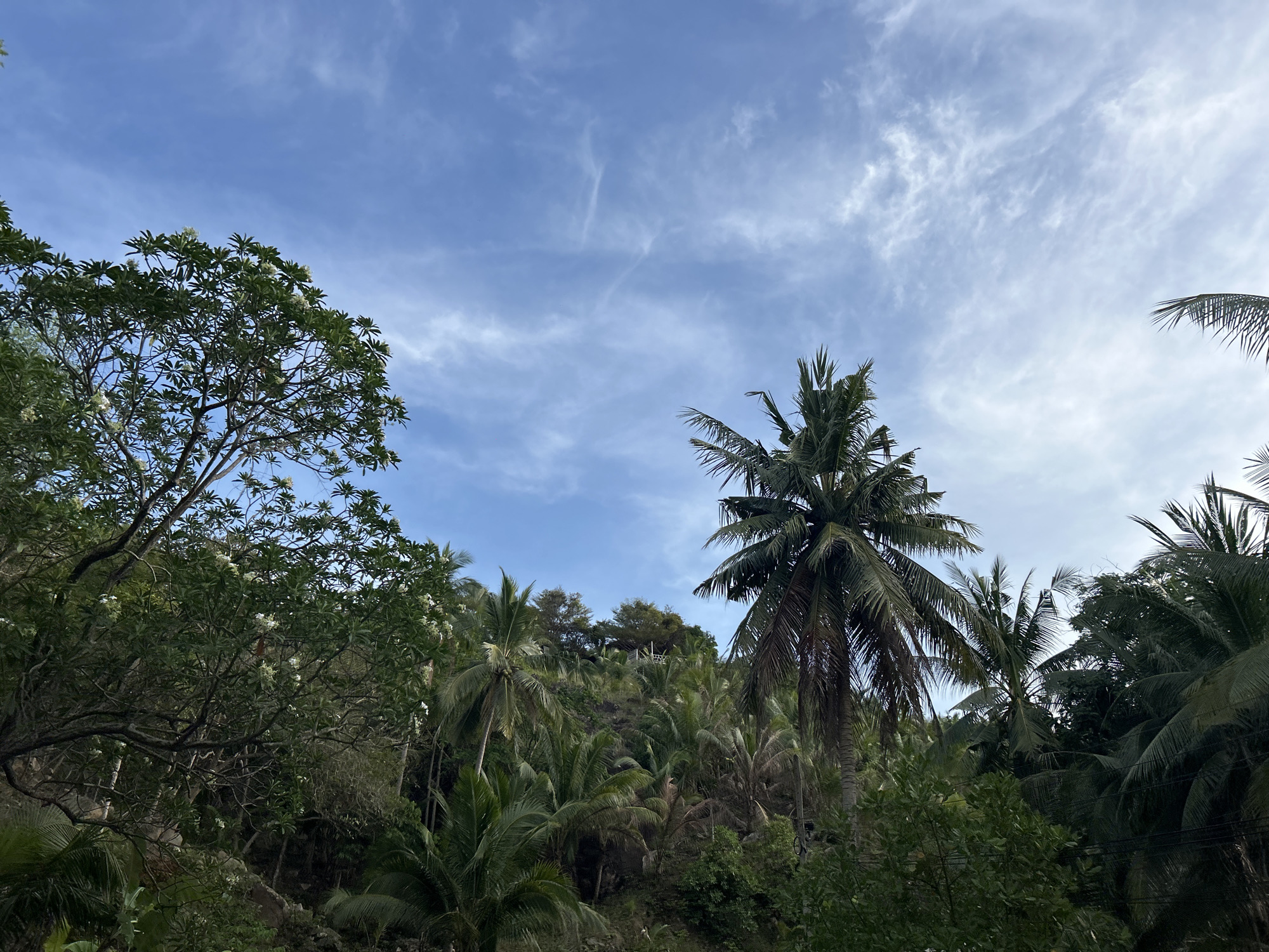 The image depicts a lush tropical landscape, likely in Baan Wang Ta Kien, Thailand. Predominantly green, with a mix of trees and shrubs. Coconut palms of varying sizes dominate the center, with other tropical trees and flowering plants in the surrounding foliage. The sky above is blue with scattered clouds. The composition emphasizes the density and diversity of the tropical vegetation.