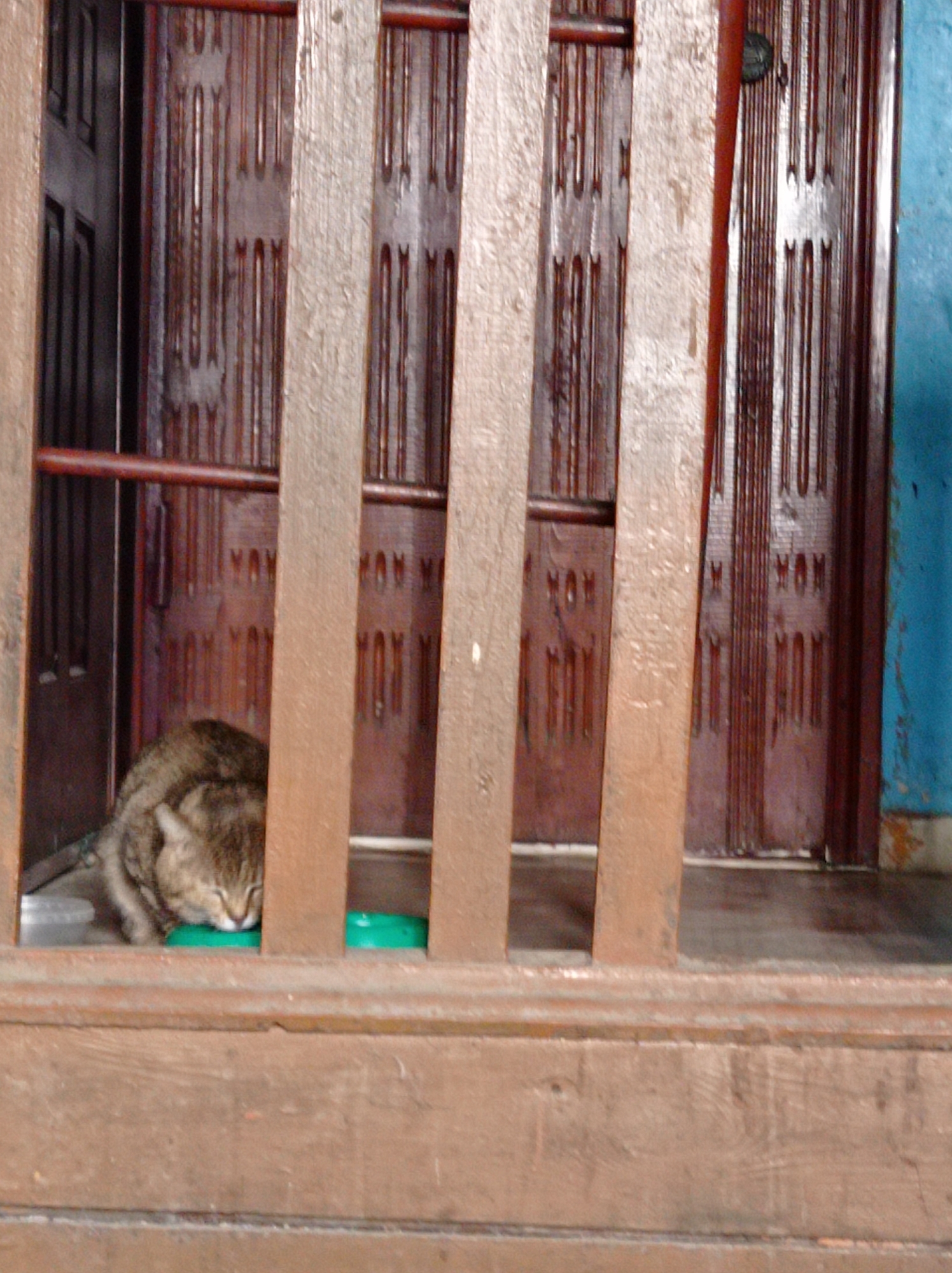 A cat is sleeping behind a wooden latticework barrier. The cat is curled up next to a green object that may be a food or water dish. The background includes a decorated wooden door and a blue wall. The location is Degtyarsk, Russia.