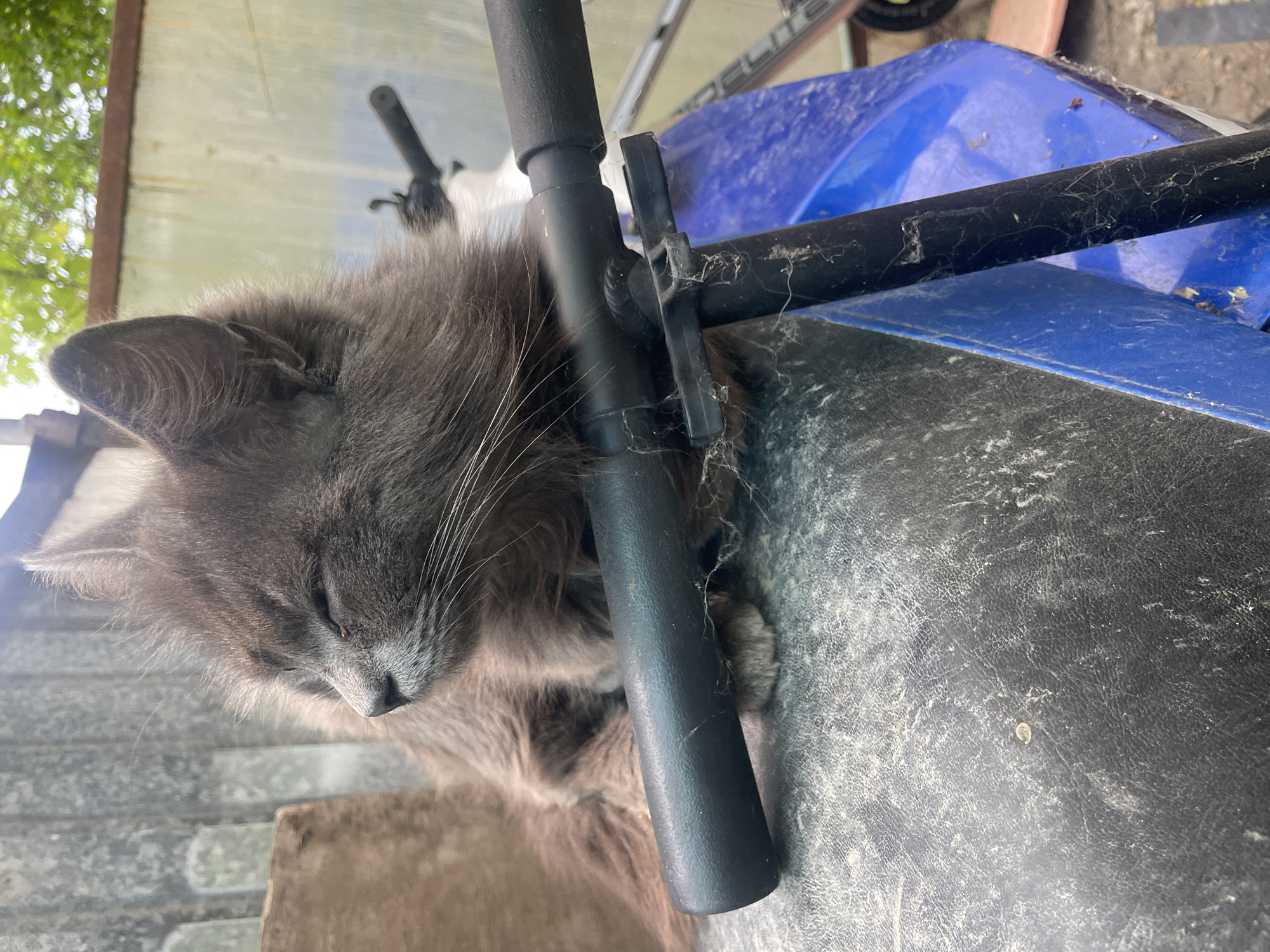 A gray cat is lying on a black and blue ATV seat, next to a black metal handlebar with cobwebs. The location, Olginka, Russia, cannot be ascertained from the given image.