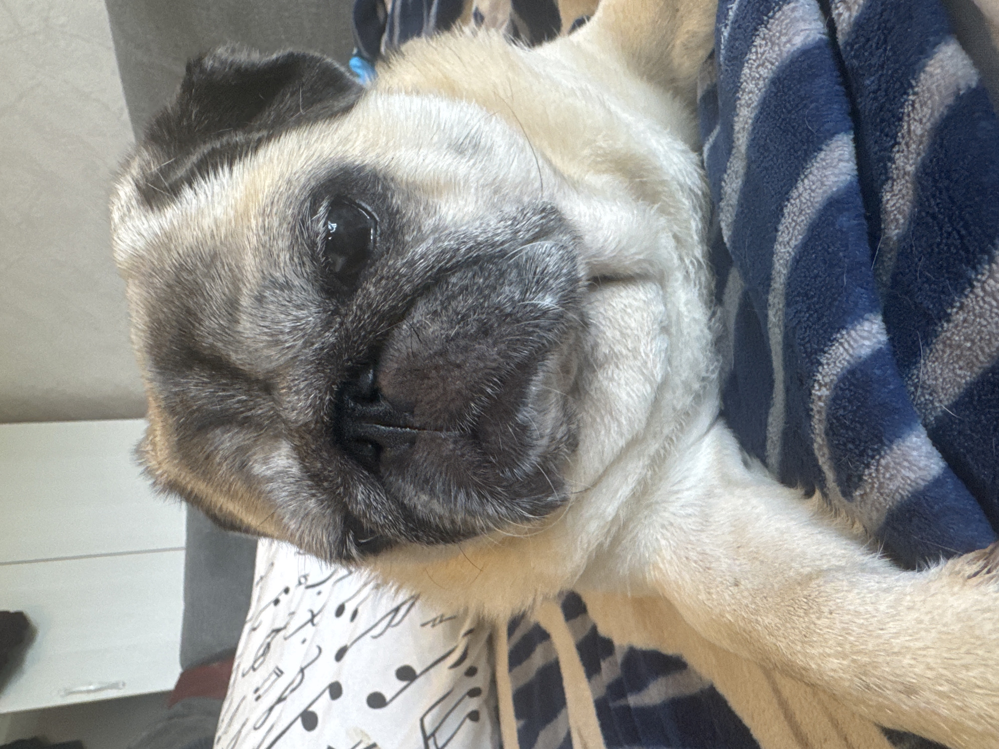 A pug dog is resting on a blue and white striped blanket. The dog's head is tilted slightly to the left, and its eyes are looking forward. The dog has a fawn-colored coat with black markings on its face and ears. The blanket is soft and plush, and the dog appears to be comfortable. In the background, there is a white pillow with a black musical note pattern. The scene appears to be indoors, possibly in a living room or bedroom.