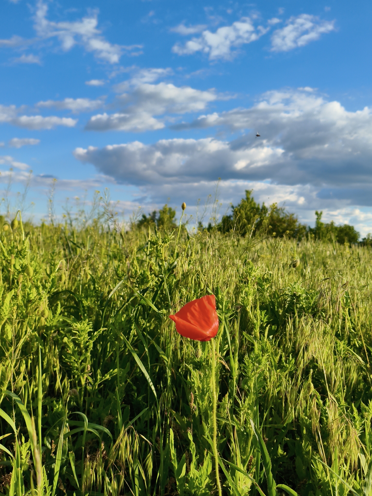 A ground-level, outdoor, medium shot depicts a field of long green grass punctuated by a single, vibrant red poppy in an unspecified location in the city of Unknown, Unknown. Above the field, a blue sky is dotted with fluffy white clouds. An unidentified flying object, possibly an insect or bird, is visible in the distance against the sky. The scene is bathed in natural light, suggesting it is daytime.