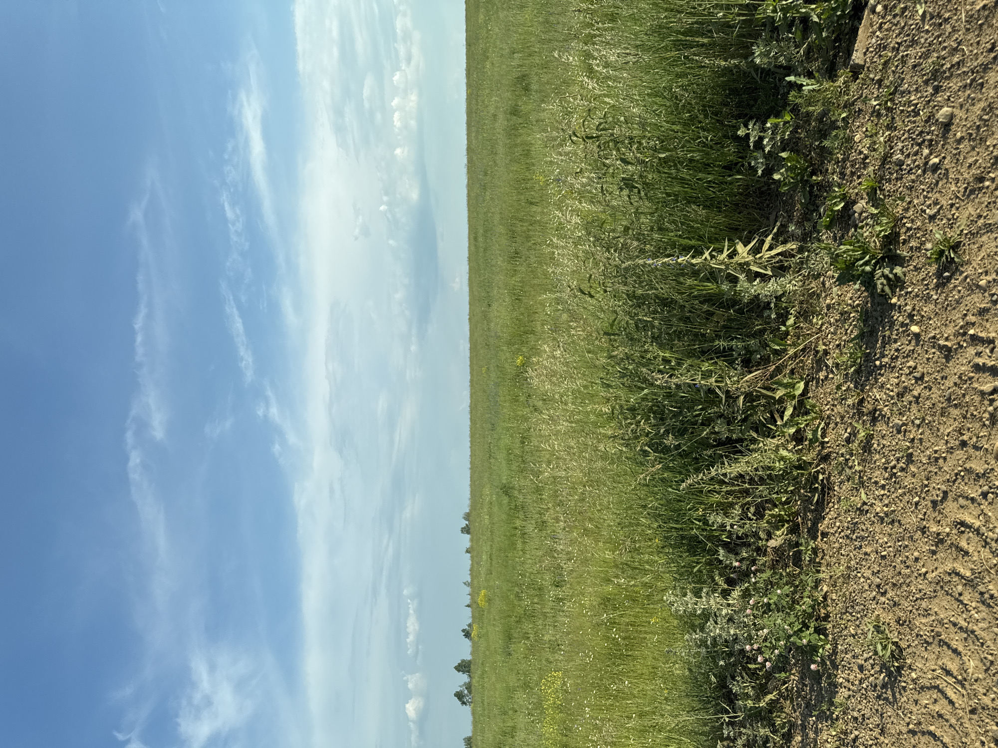 The image depicts a vast, green meadow under a bright blue sky dotted with wispy white clouds. The foreground is a dirt path with scattered pebbles and small plants. The middle ground is a dense field of grass and wildflowers, with some taller stalks of grain visible. In the distance, a line of trees marks the horizon. The scene is serene and natural, suggesting a rural or undeveloped area. The location is identified as the city of Van'ki, Russia, indicating a likely temperate climate with open, arable land. There are no people, animals, or structures visible in the image, focusing solely on the landscape.