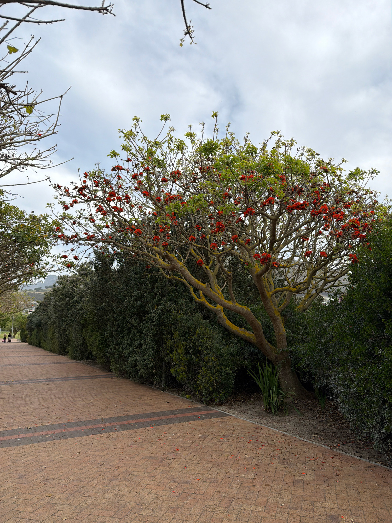 A paved walkway with brick pavers is lined with dense green bushes on the right side of the image. On the left, the walkway curves gently and extends into the distance, where two people are visible walking. A large tree with a gnarled, light-colored trunk is prominently featured in the mid-ground. This tree is adorned with bright red flowers and has a scattering of yellow lichen on its branches. In the background, a range of hills is visible under a cloudy sky. This scene appears to be located in a park or public garden within Cape Town, South Africa, likely overlooking a residential area and mountainous terrain.
