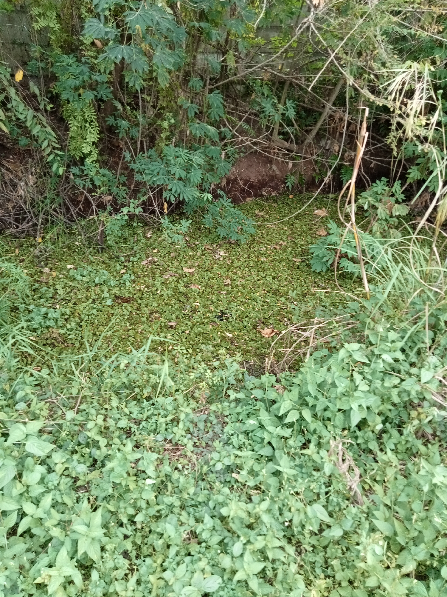 This is a photograph of a dense, green, natural environment, likely a drainage ditch or a small, overgrown pond. The foreground is filled with lush green ground cover and plants, with some taller grass stalks interspersed. In the midground, a body of water is almost entirely covered by a thick mat of small green aquatic plants, creating a carpet-like appearance. A few scattered brown leaves are visible on top of this plant mat. The background consists of a dense wall of foliage, including leafy trees and branches, with a large, dark, reddish-brown rock partially visible amongst the vegetation. The scene appears to be located in a humid, vegetated area, suggesting a natural or semi-natural outdoor setting within or near the city of Teluk Kenidai, Indonesia, given the context provided. There are no people or animals visible in the image.
