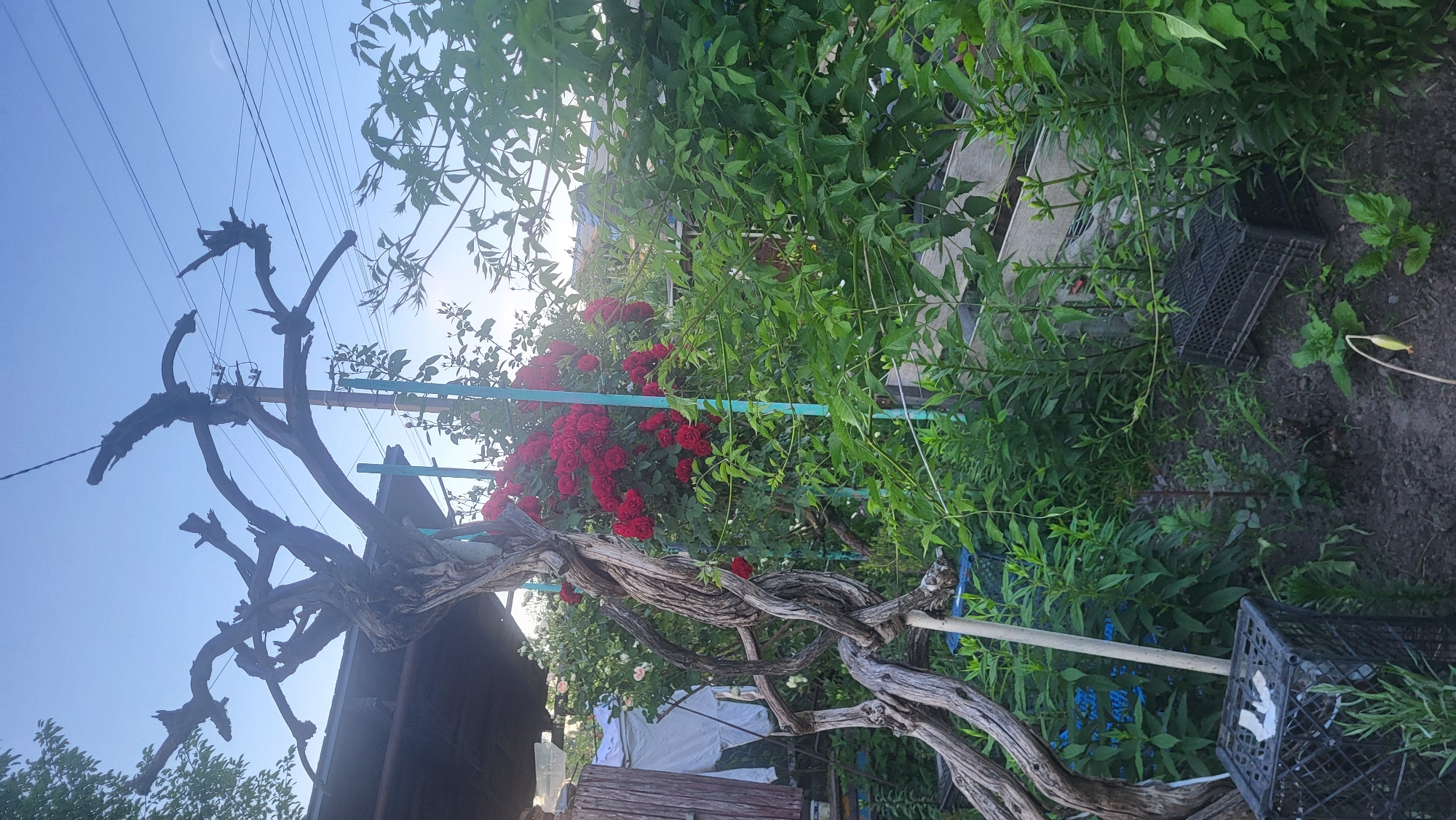 An outdoor scene captures a garden with a prominent gnarled tree trunk twisting upwards. In the background, a lush bush of vibrant red roses is in full bloom, supported by a turquoise pole. Various green plants and foliage fill the foreground and midground, with some appearing to be recently planted. Two black plastic crates are visible on the ground, one in the lower left and another in the right midground. The sky is a clear blue with visible power lines running across the upper portion of the frame. The overall impression is a slightly overgrown yet colorful garden space.
