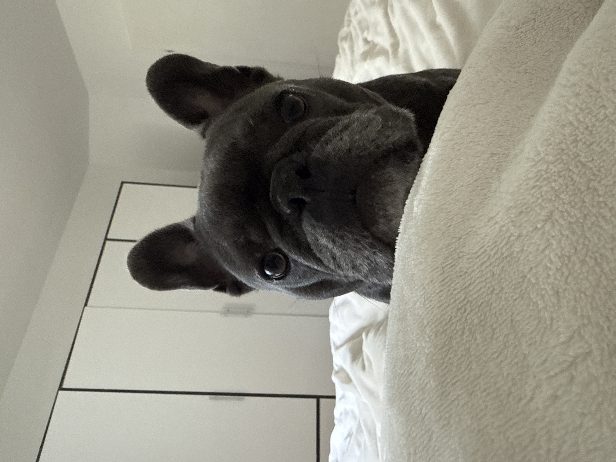 A dark gray French bulldog is peeking over a fluffy cream-colored blanket on a white bed. The dog's face is mostly visible, with large ears and dark eyes. The background shows a white wall with a closet and some furniture. The lighting is soft and diffused. This image was taken in the city of Bad Sachsa, Germany.