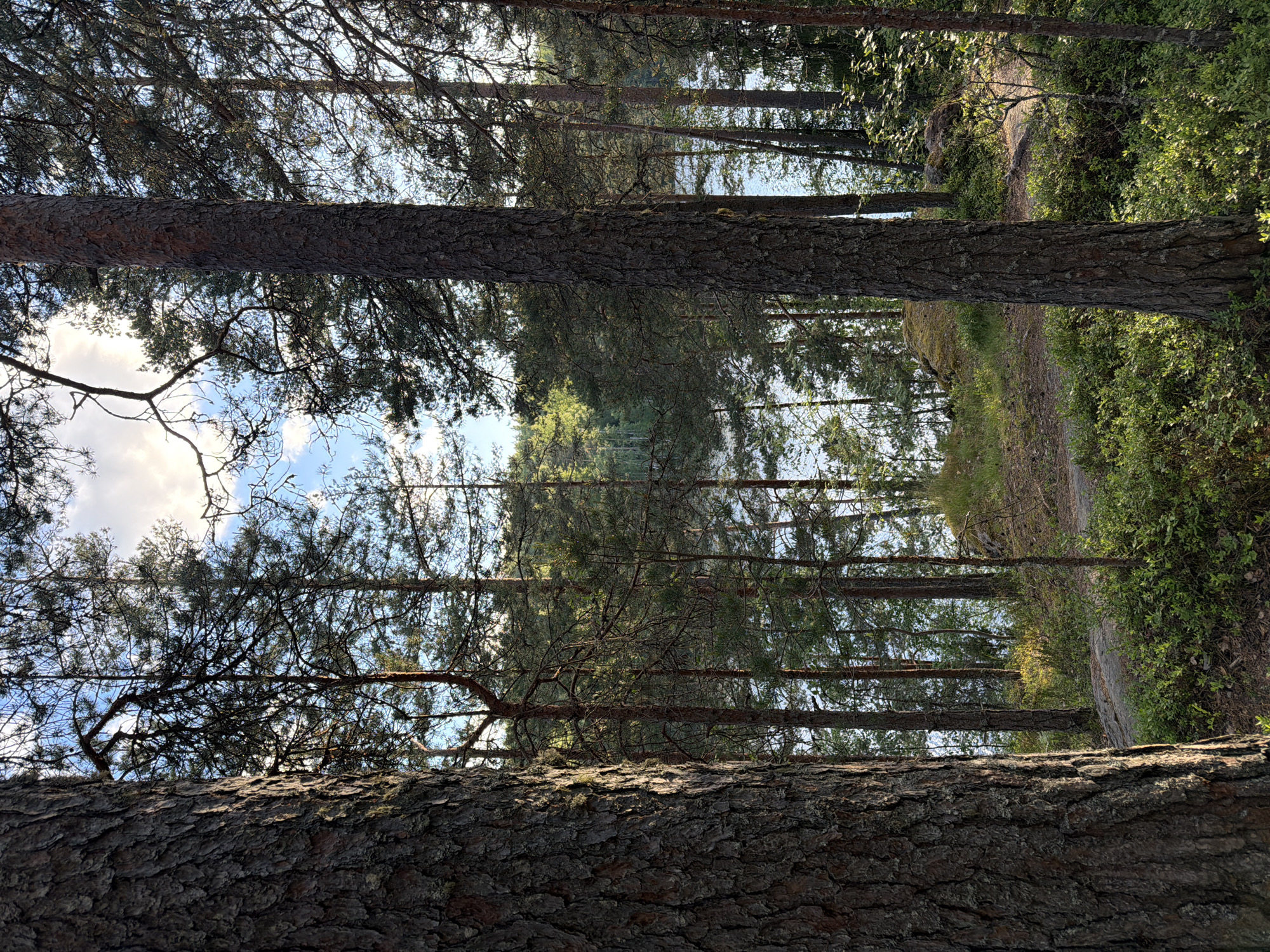 The image depicts a serene forest scene in the city of Ruch'i, Russia. In the foreground, a large pine tree stands prominently on the left, its rough bark illuminated by dappled sunlight. To its right, another tall pine tree is centrally positioned. Beyond these trees, a tranquil lake or body of water is visible, reflecting the sky and the surrounding greenery. The water is partially obscured by a dense growth of pine trees that recede into the distance, creating a layered effect. The ground is covered with low-lying green bushes and scattered rocks, suggesting a natural, undeveloped landscape. The sky above is a mix of blue with some scattered white clouds, indicating fair weather. The overall impression is one of natural beauty and peacefulness within a wooded environment near water. There are no people or animals visible in the image.
