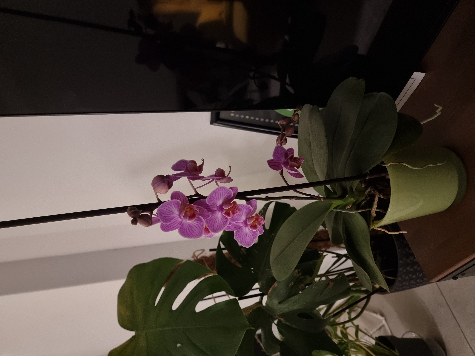 The image depicts an indoor scene, likely a private residence, featuring a vibrant orchid plant with purple and pink flowers. The orchid is potted in a light green container and its stem extends horizontally across the frame. The leaves are dark green and healthy. Partially visible below the orchid is a Monstera plant, adding a touch of foliage to the composition. The orchid sits on a wooden surface, possibly a TV stand or shelf. A large, dark television is partially visible in the background. The wall behind is plain white. Given the request, the image may have been taken in a location within Ramat Gan, Israel, although no specific geographical markers are visible.