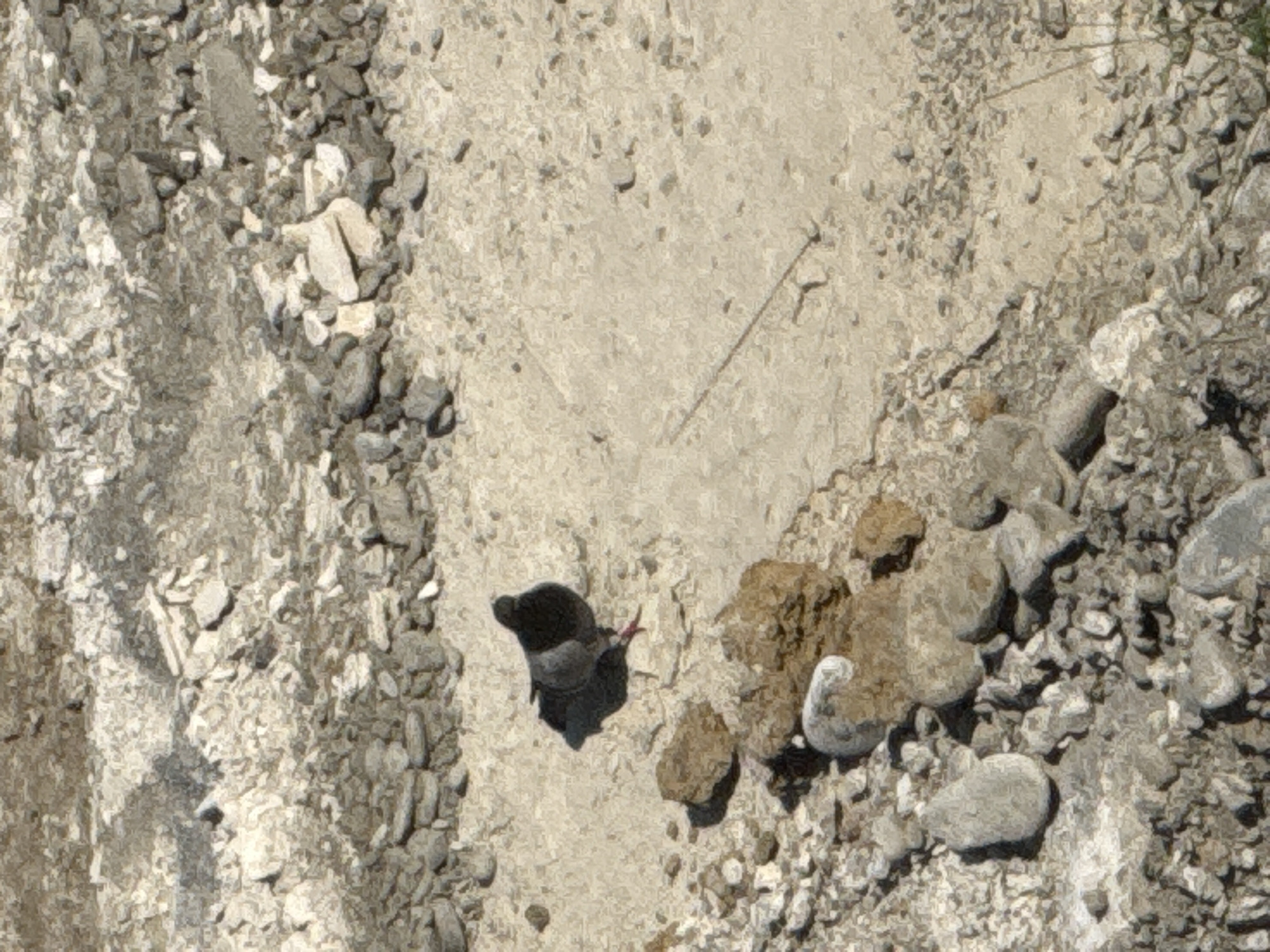 The image shows a top-down view of a bird, likely a pigeon, standing on a dusty, rocky surface. The bird is dark gray with its head down. The ground is a mixture of light-colored soil and various sizes of gray and white stones, with some larger brown rocks interspersed. A thin, dark twig or piece of debris lies diagonally across the lighter soil patch near the bird. In the lower right quadrant of the image, a lighter colored bird, possibly another pigeon, is partially visible, facing left. The overall scene suggests an outdoor environment, perhaps an urban area given the presence of pigeons and the rocky terrain that could be found in a park, construction site, or along a roadside. The lighting suggests it is daytime. No text is visible in the image.