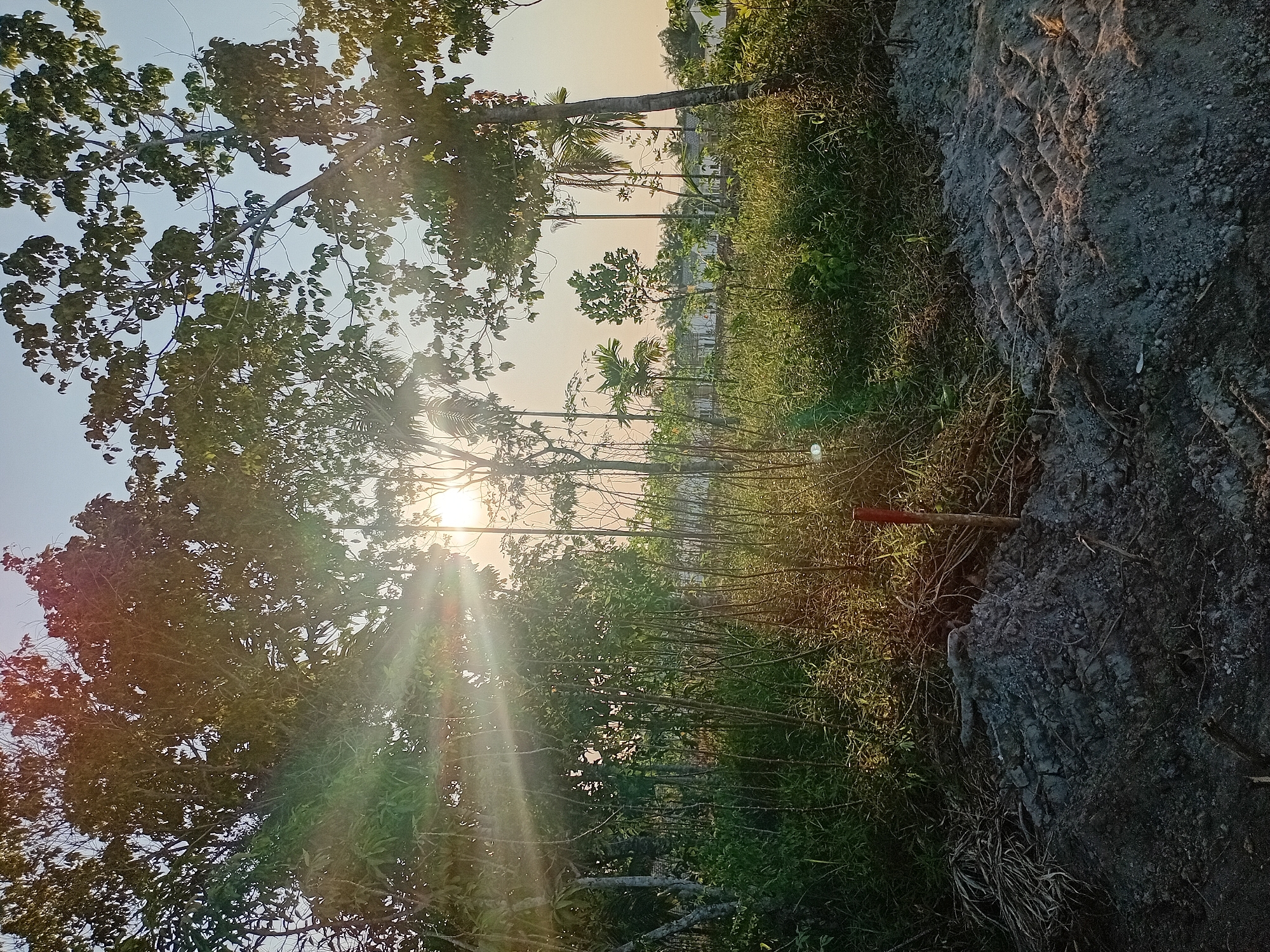 This is a photograph of a sun-drenched, overgrown landscape with a clear sky. In the foreground, there is disturbed, dark soil with tire tracks, suggesting recent excavation or construction. A small, red-topped stake protrudes from the soil. Behind this, a dense thicket of green vegetation and tall, thin stalks dominates the midground. The sun's rays are visible, cutting through the leaves of several trees, creating lens flare and casting dappled light on the foliage. In the background, a line of white buildings with tiled roofs can be seen through a gap in the trees, indicating a residential area. The overall impression is one of a rural or semi-developed area in Kasang Pudak, Indonesia, at sunrise or sunset.