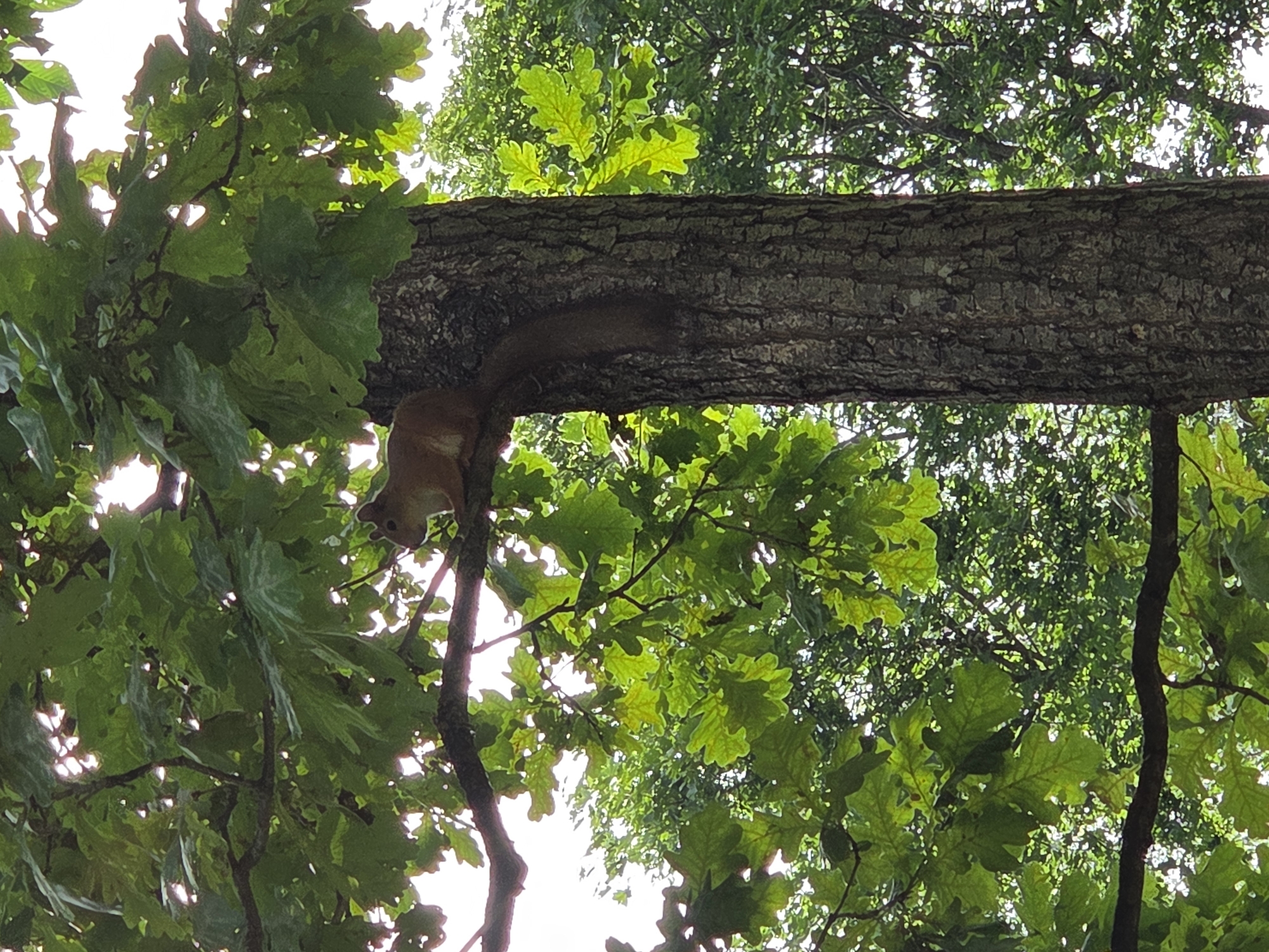 The image shows a squirrel perched on a tree branch, surrounded by lush green oak leaves. The squirrel is reddish-brown and appears to be either resting or looking for food. The tree branch is thick and covered in rough bark, suggesting it's an old tree. The scene is set outdoors, in a wooded area, possibly a park or forest. The sunlight filtering through the leaves indicates it's daytime, likely with clear or partly cloudy skies. The overall impression is one of a peaceful, natural setting. No text is visible in the image. The location context of Zheleznogorsk, Russia, places this natural scene in a specific geographical area.