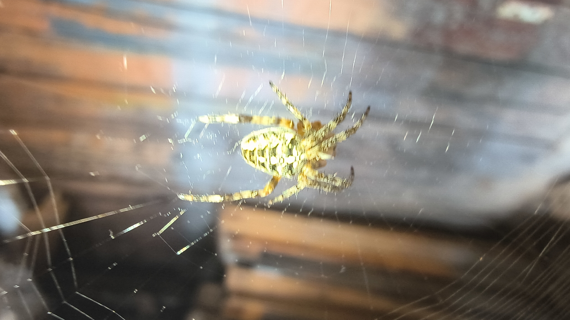 A close-up, slightly blurred, full shot captures a garden spider on its web. The spider, positioned centrally, is facing away from the camera, revealing its patterned abdomen with yellow and dark markings. Its eight legs are splayed out, gripping the silken threads of its web. The web itself is visible, with thin strands extending in various directions, some catching the light. The background is out of focus, showing vertical elements that appear to be wooden planks or fence posts, with a muted orange and blue hue. There is no indication of any specific location within Mikhaylovka, Russia, or any human presence.
