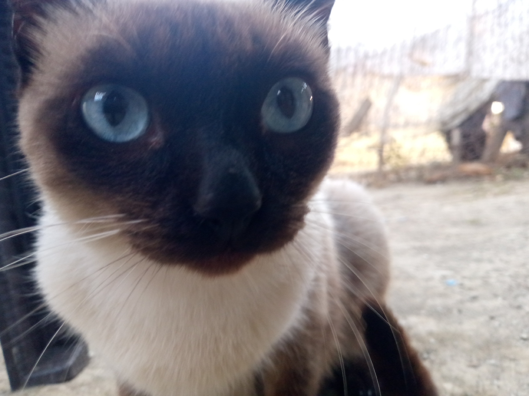 A close-up image depicts a Siamese cat with striking blue eyes and a dark brown face mask, set against a blurry background. The cat has a white chest and brown body. The background appears to be outdoors, possibly in a yard. A small structure resembling a shed is visible in the blurred background. The location cannot be determined as the city of Altagracia, Venezuela.