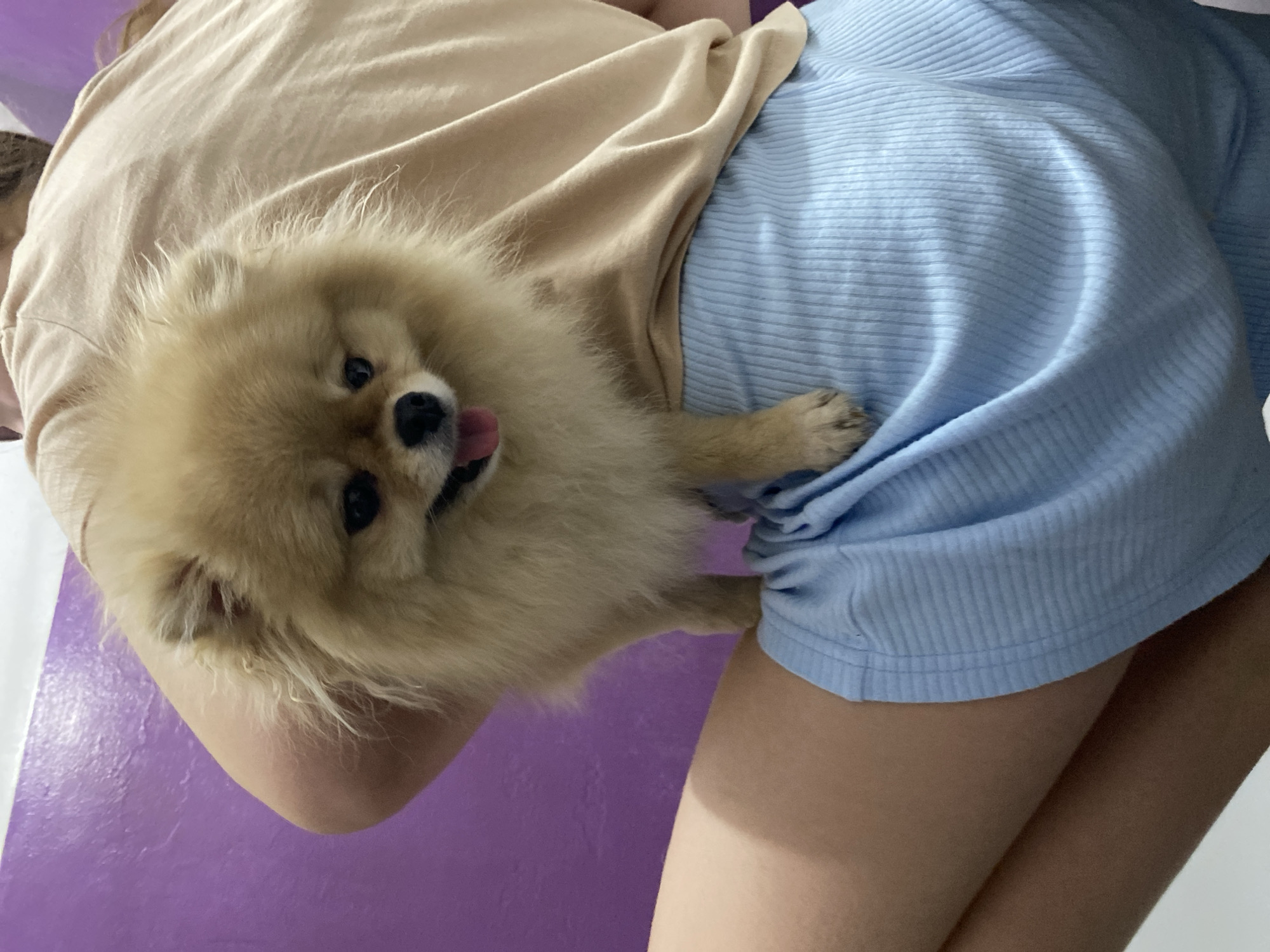 A tan Pomeranian dog is cradled in the arms of a person wearing a beige t-shirt and light blue ribbed shorts. The dog's tongue is visible. The backdrop is a purple wall. The location is unspecified.