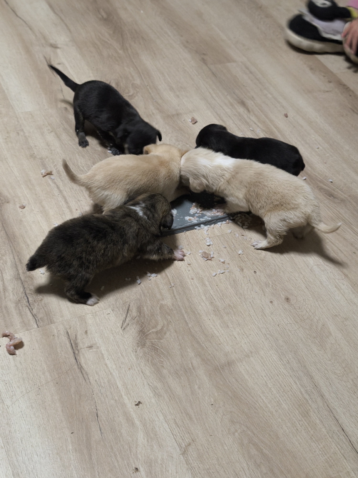 The image depicts a group of five young puppies eating from a grey dish placed on a light wooden floor. Two of the puppies have black fur, two have light tan fur, and one has dark brown fur with a white stripe. The puppies are clustered around the dish, presumably consuming food. Scattered around the dish are small pieces of what appears to be rice. In the upper right corner of the image are a pair of sneakers with black, white, and pink colors, and a human hand. The location is Avren, Bulgaria.